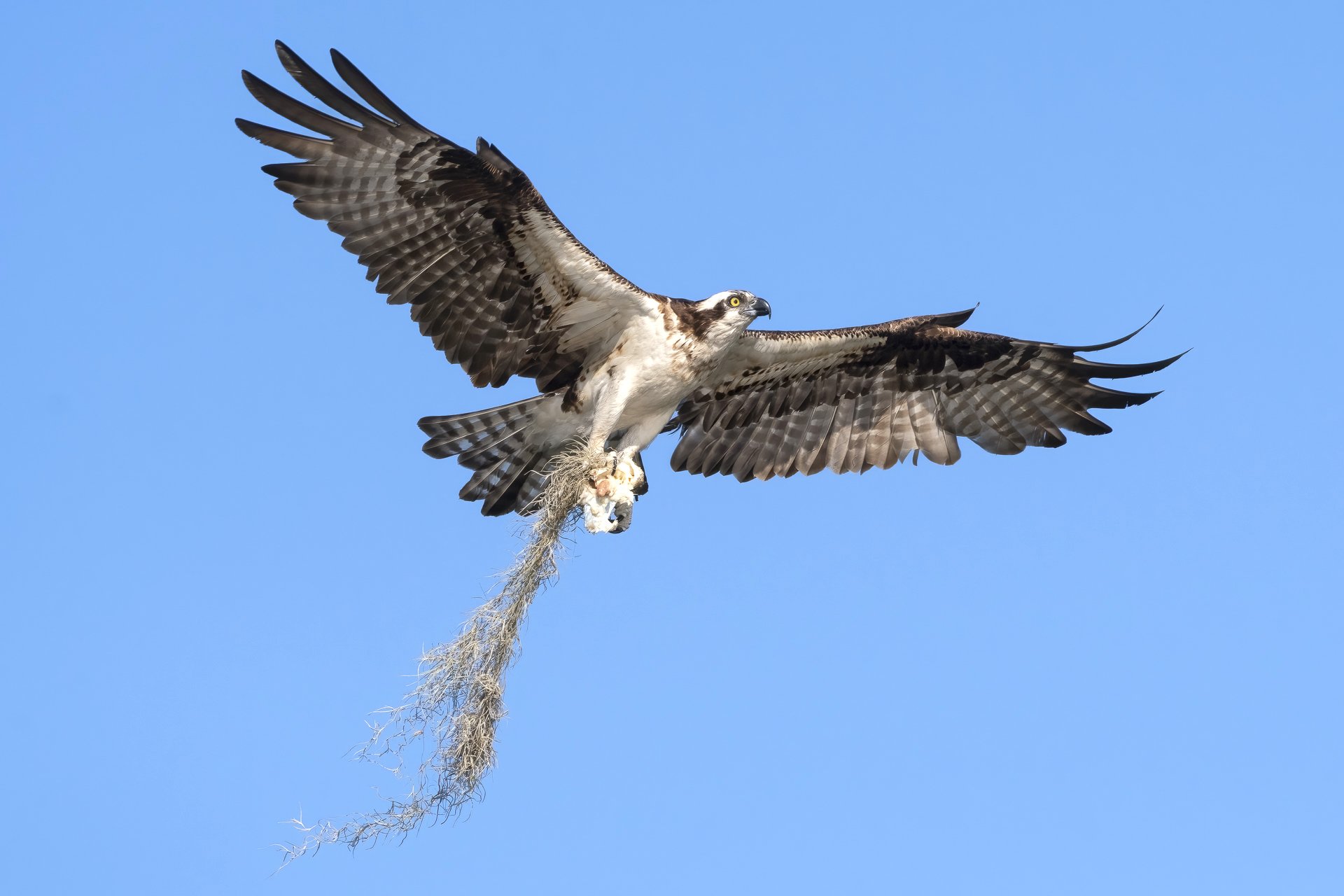 Osprey with Spanish moss in talons