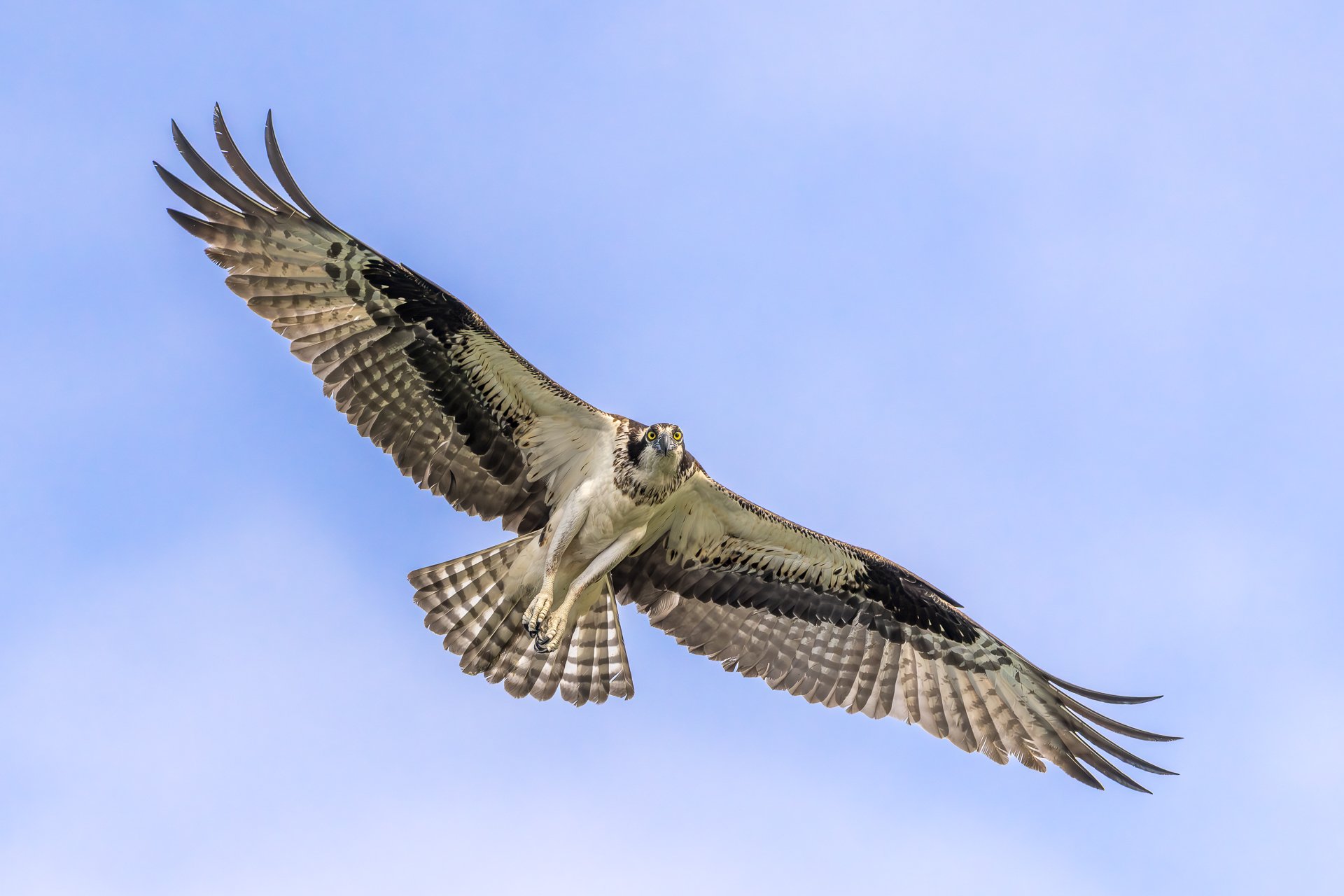 Osprey