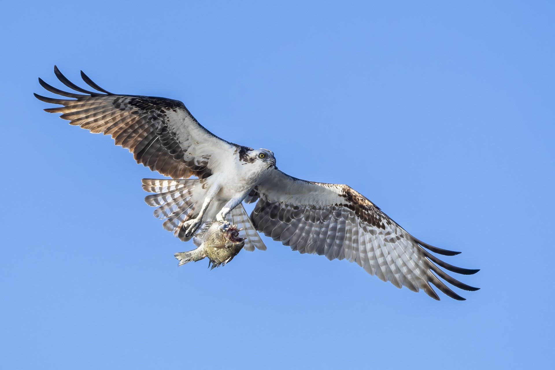 osprey with fish