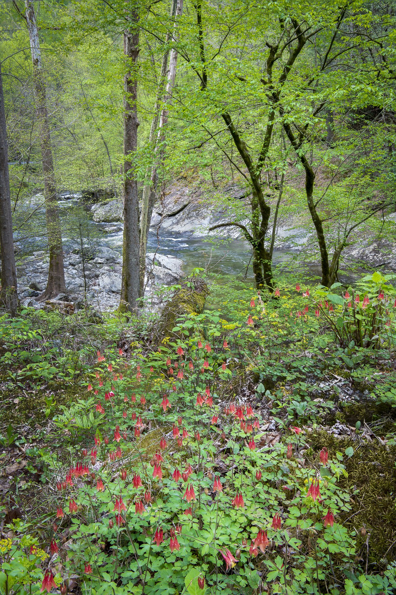 Columbines