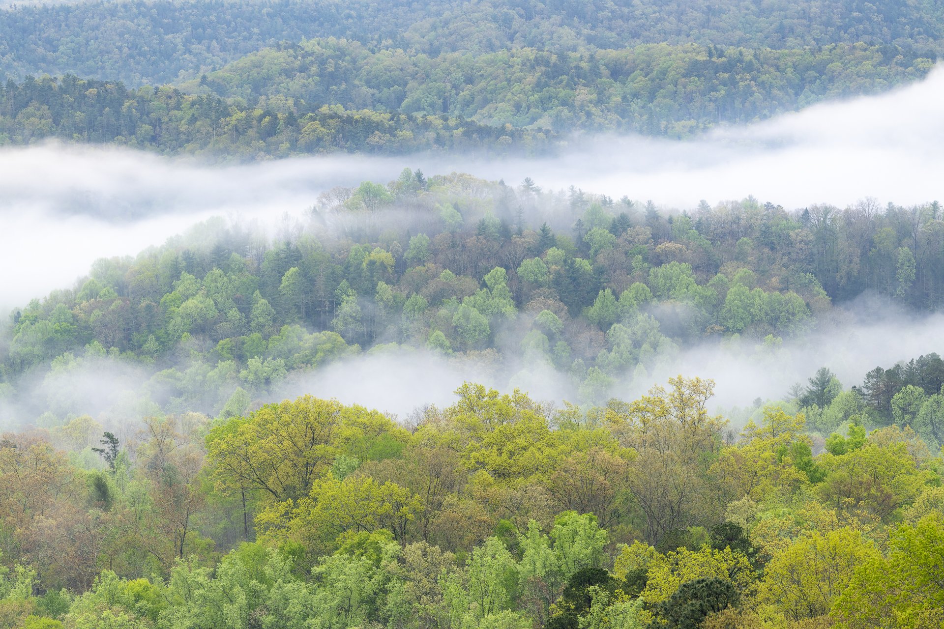 Morning fog