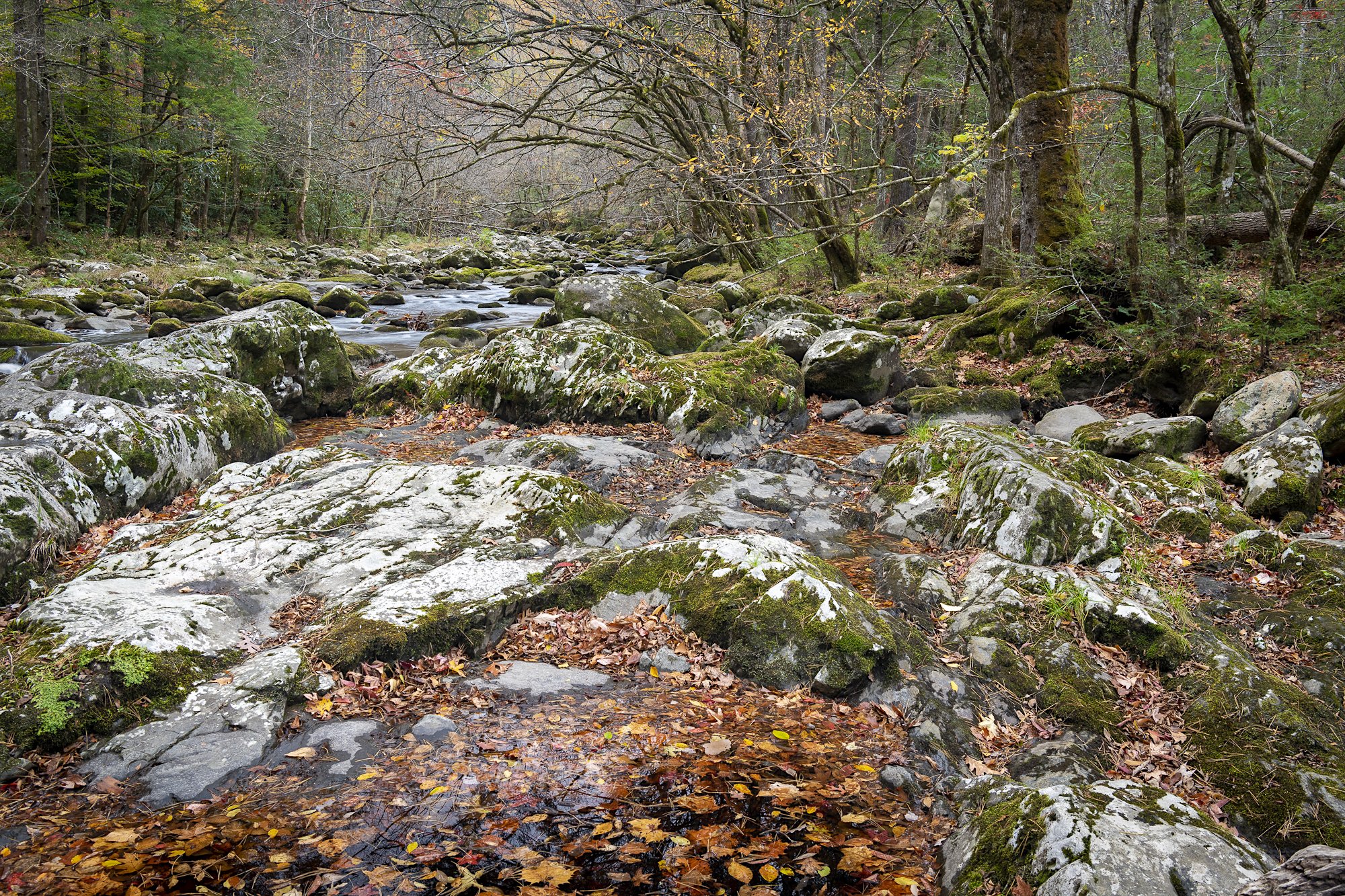 Late fall in the Smokies