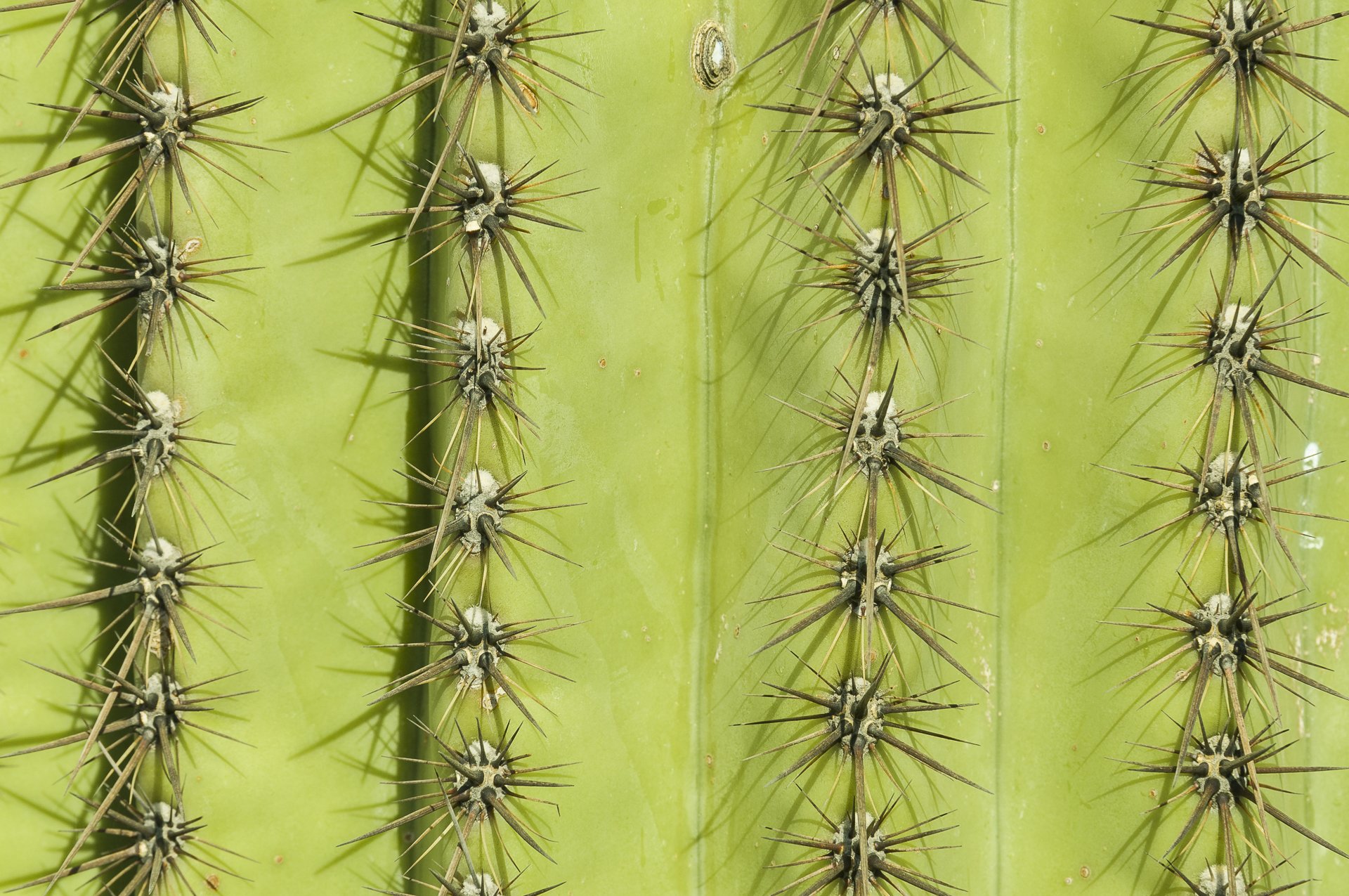 Saguaro cactus close-up