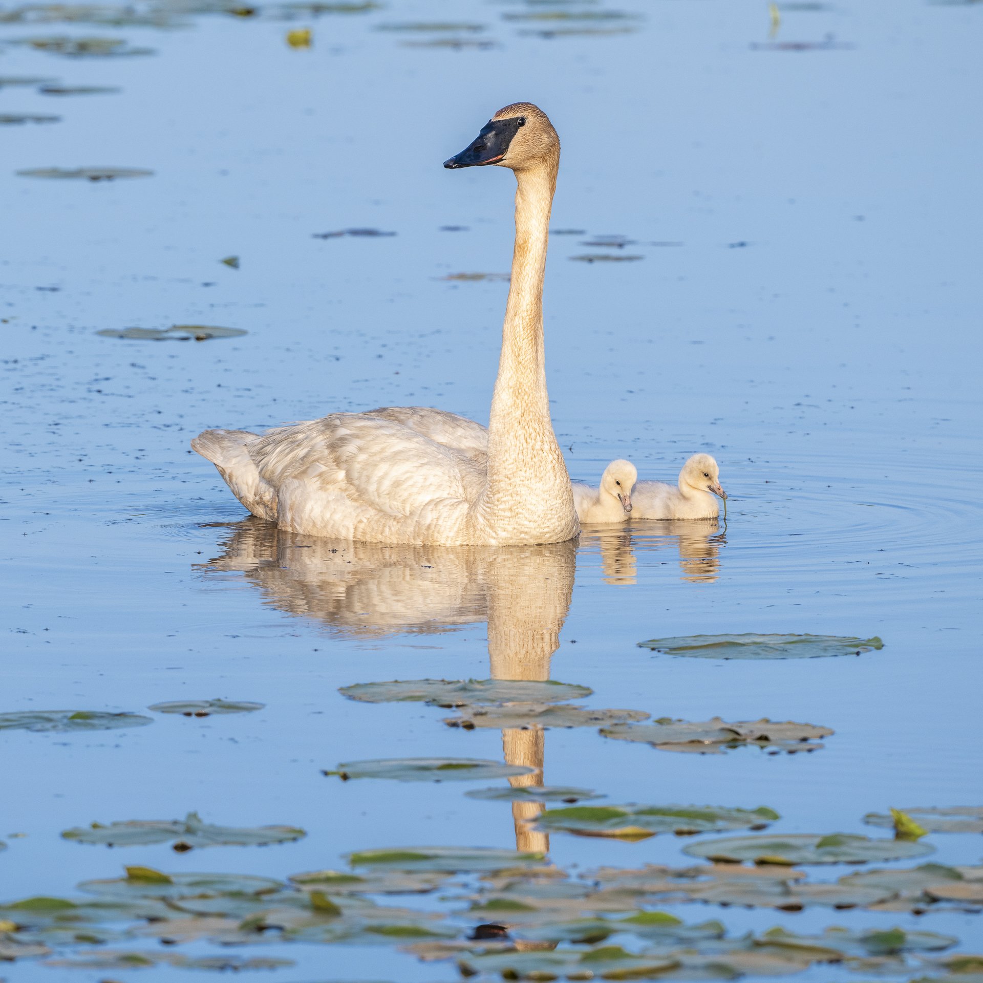 Trumpeter swan with cygnets