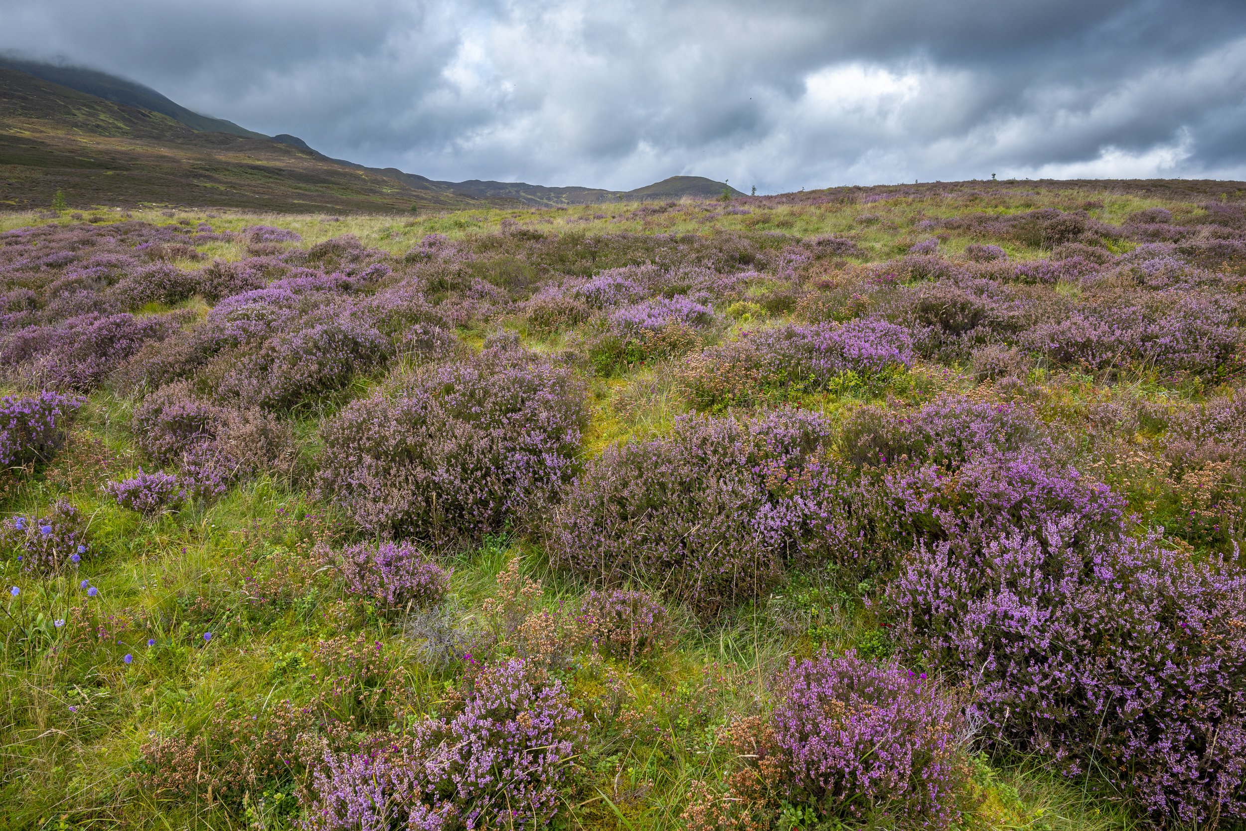 Heather on the lower slope of Mt. Schiehallion