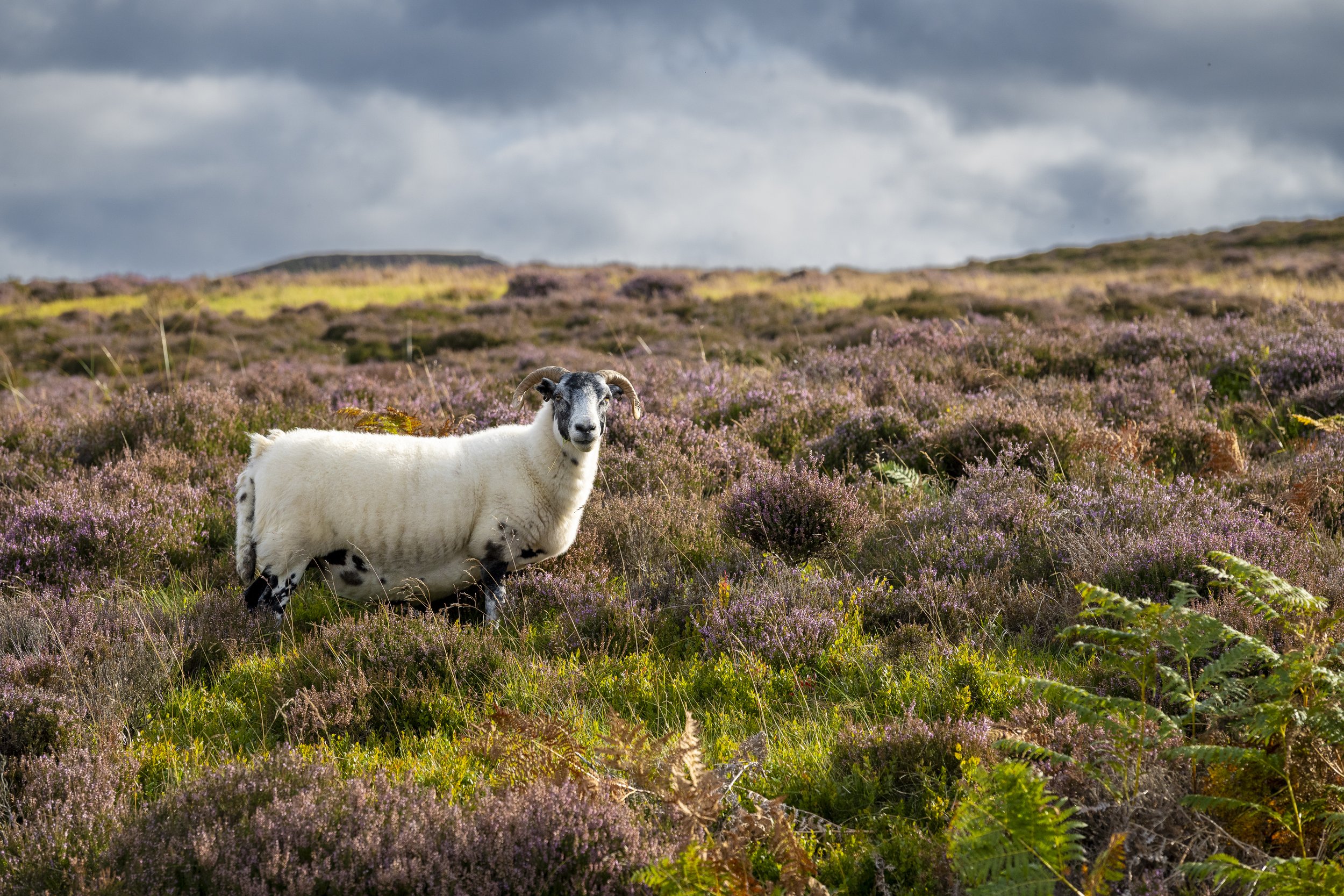 Sheep in field of heather