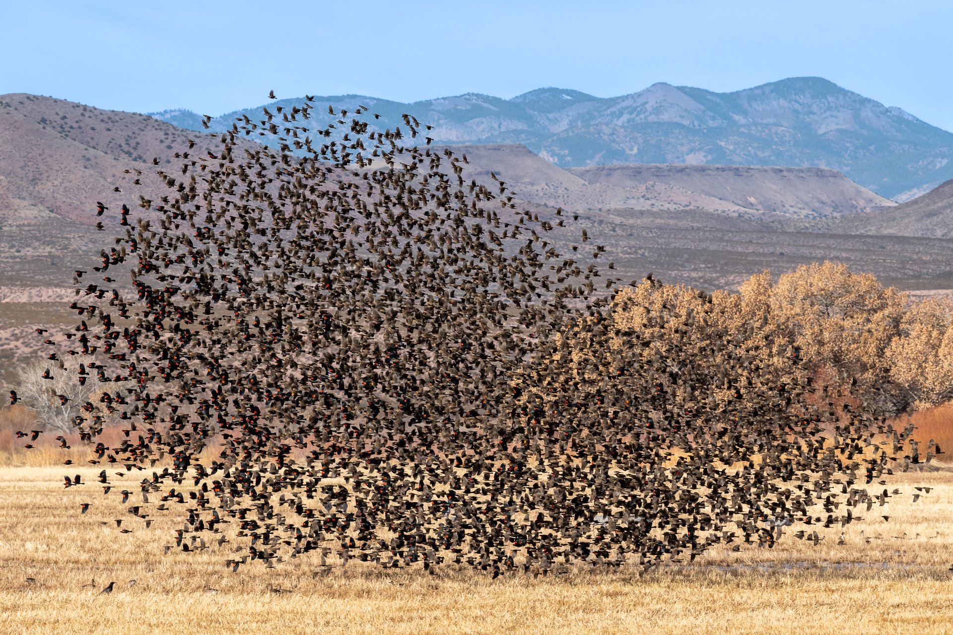 Red-wing blackbirds murmuration