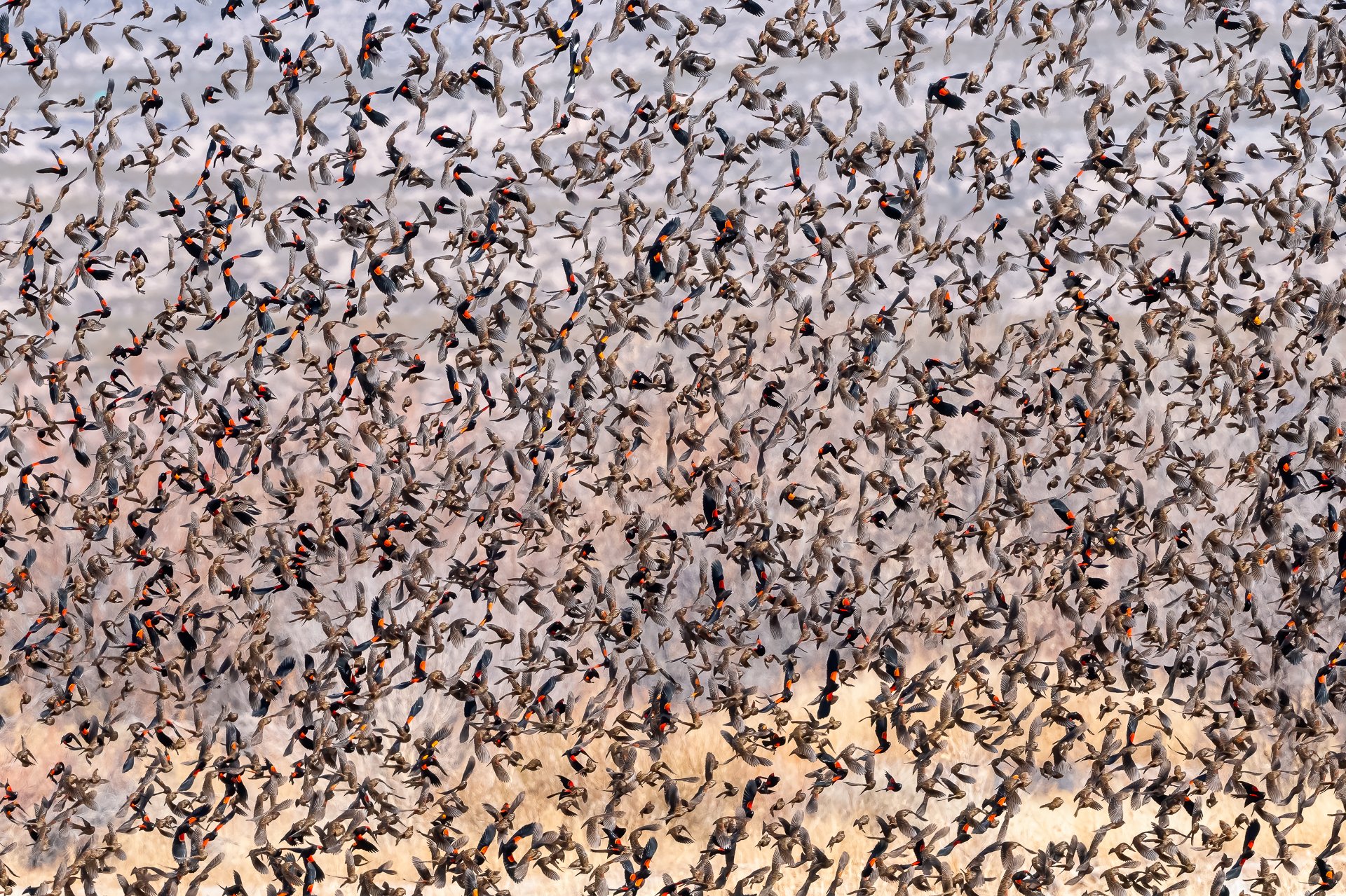 Red-winded blackbird abstract