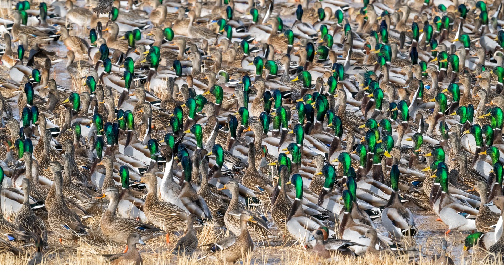 Mallards