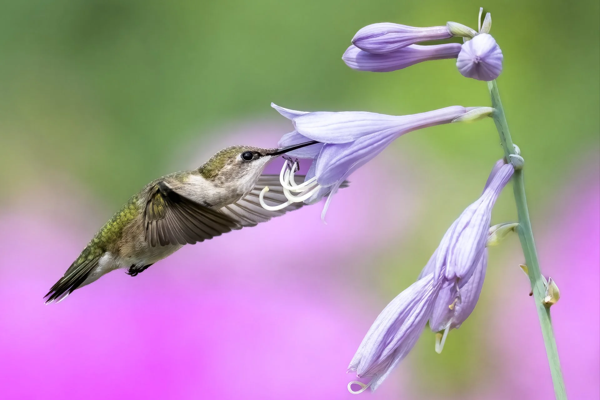 Female ruby-throated hummingbird at hosta 
