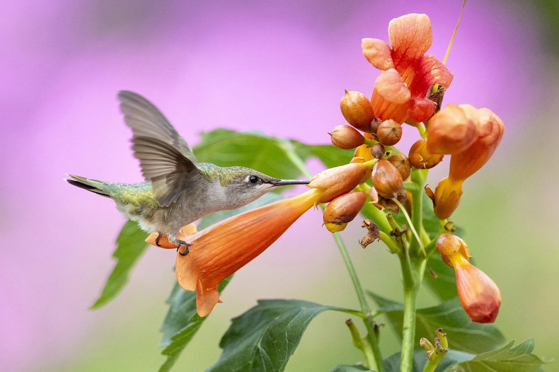 Female ruby-throated hummingbird feeding on Trumpet vine