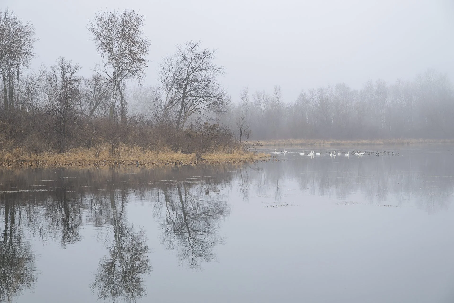 Trumpeter swans in fog