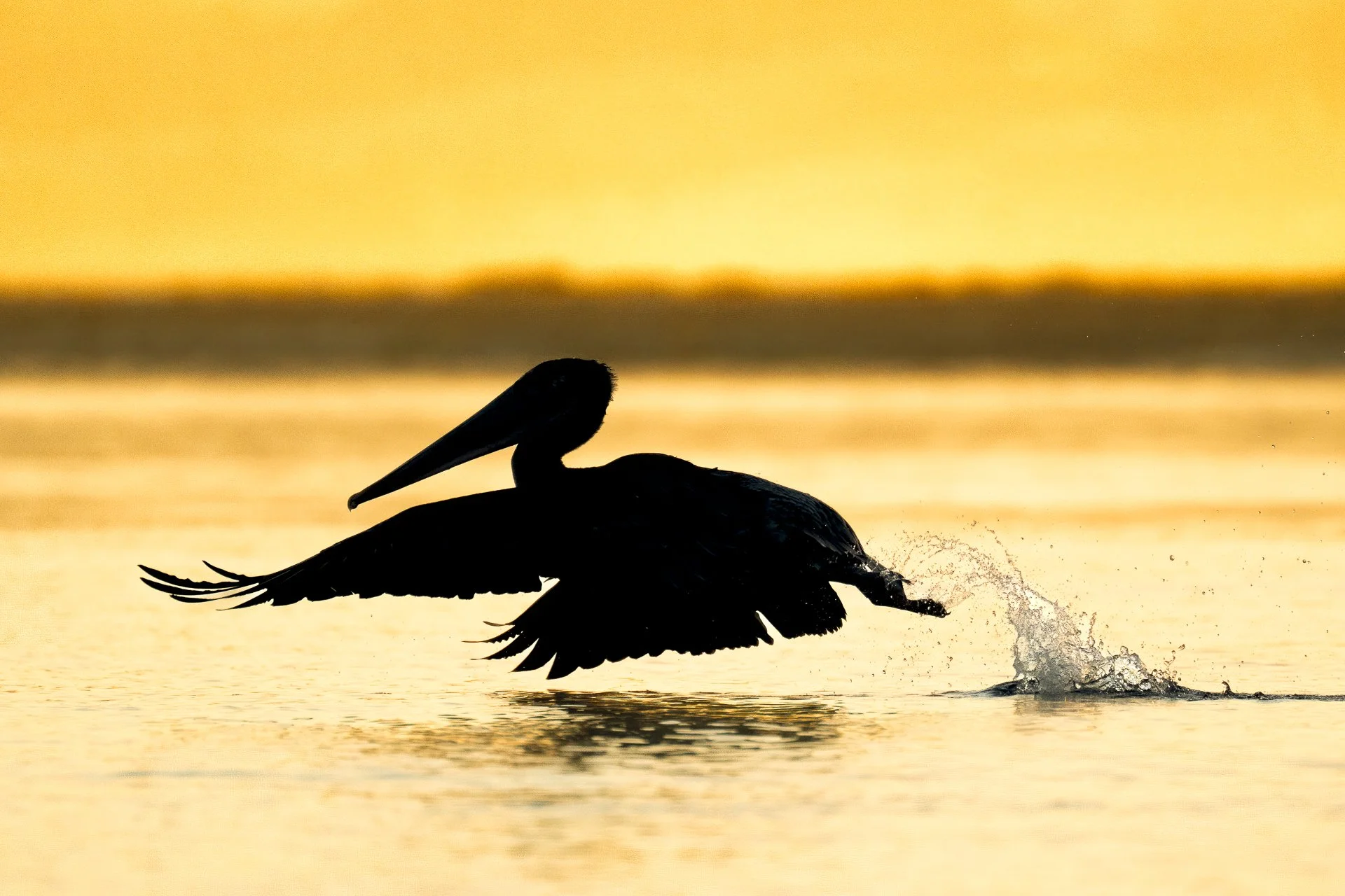 Brown pelican at sunrise
