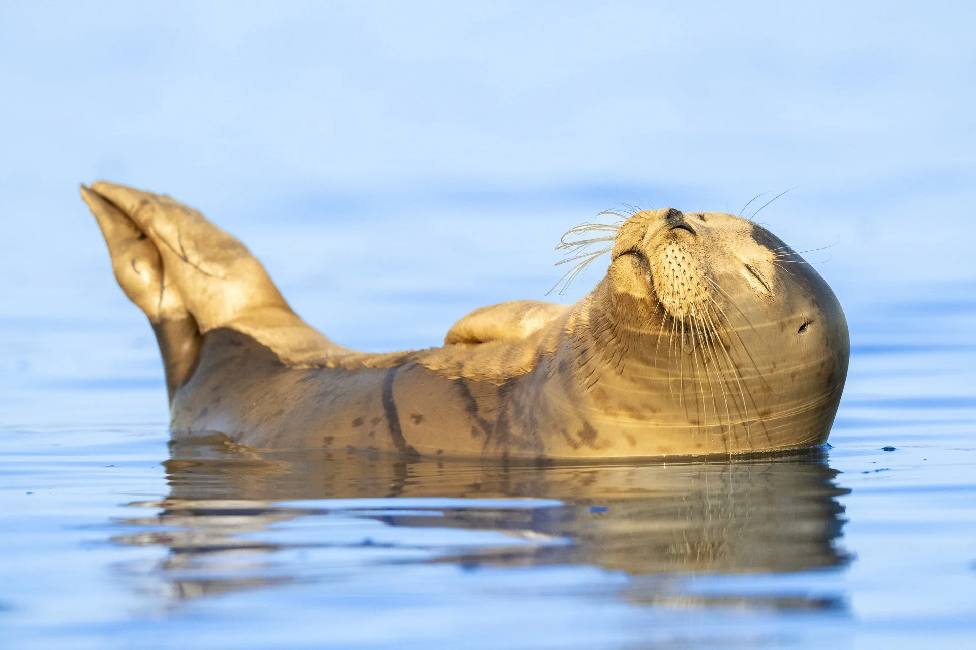 Harbor seal pup napping