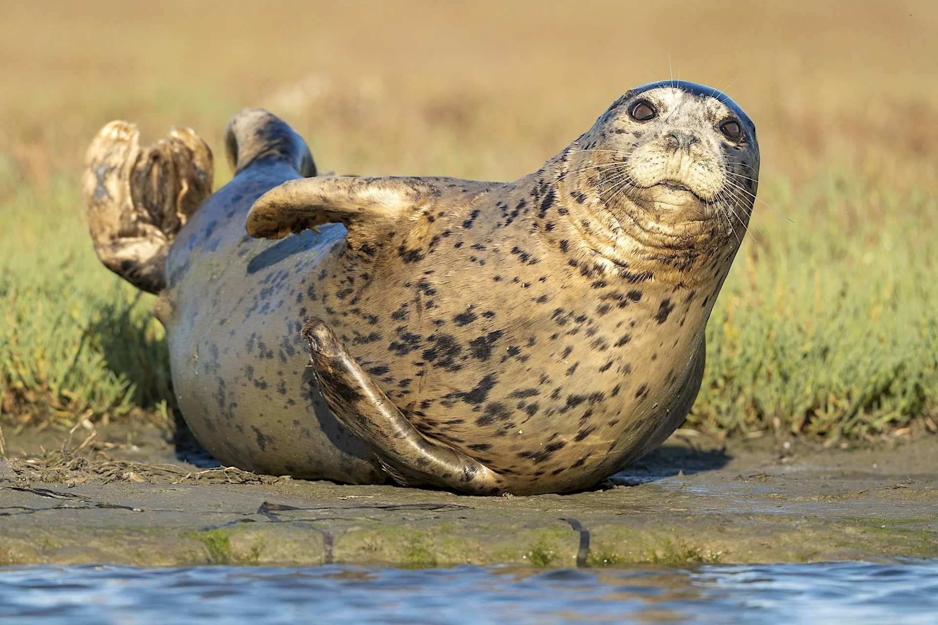 Curious harbor seal