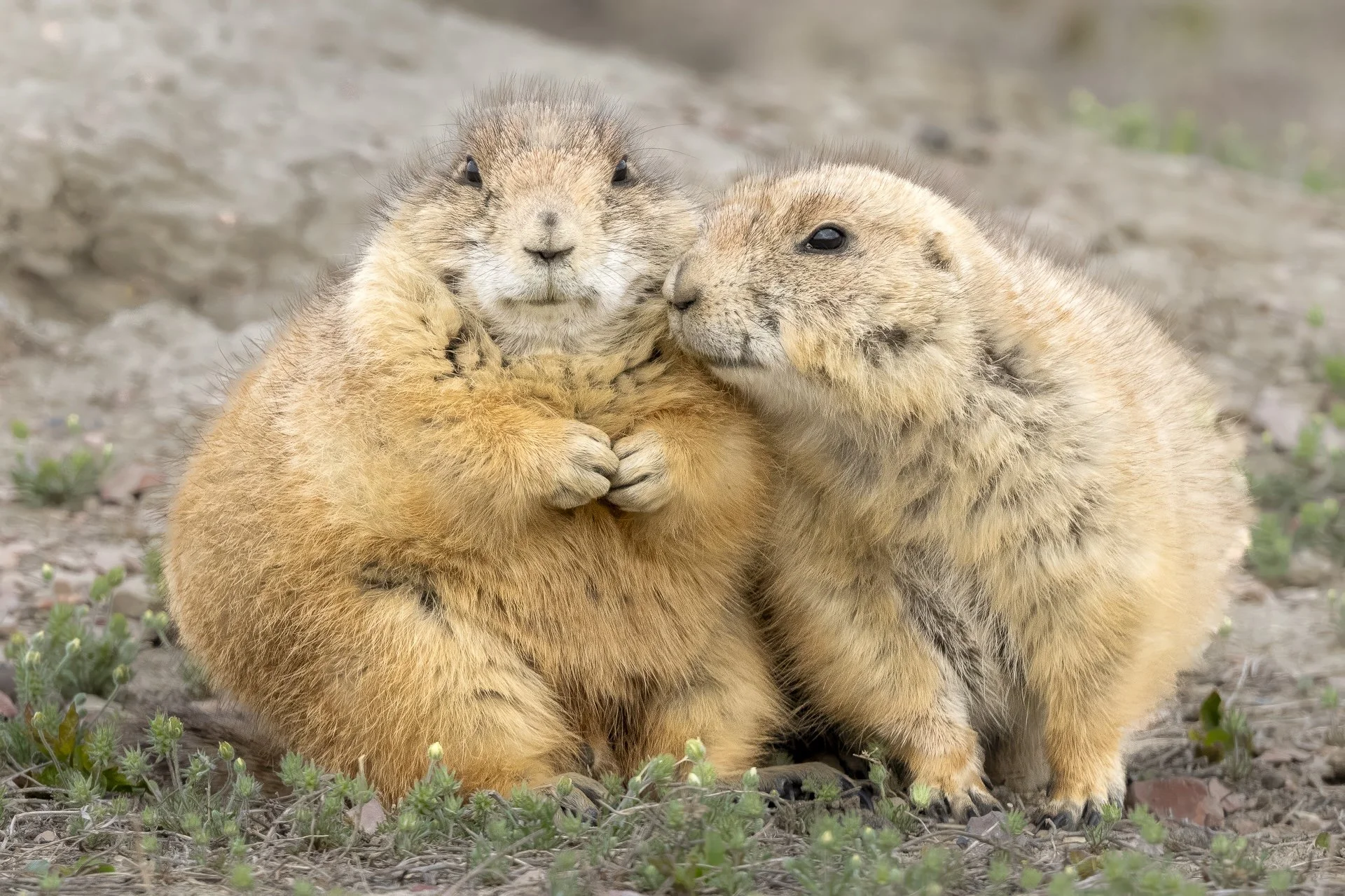 Besties