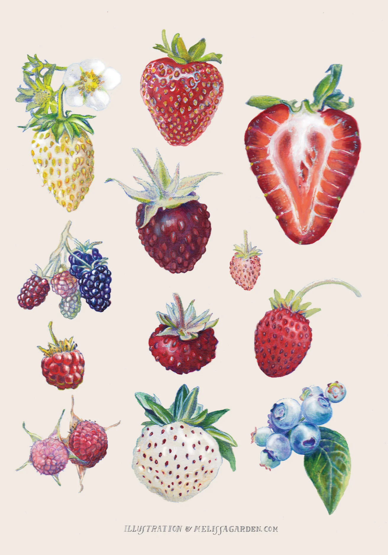 Self Promotional | Berry Catalogue
