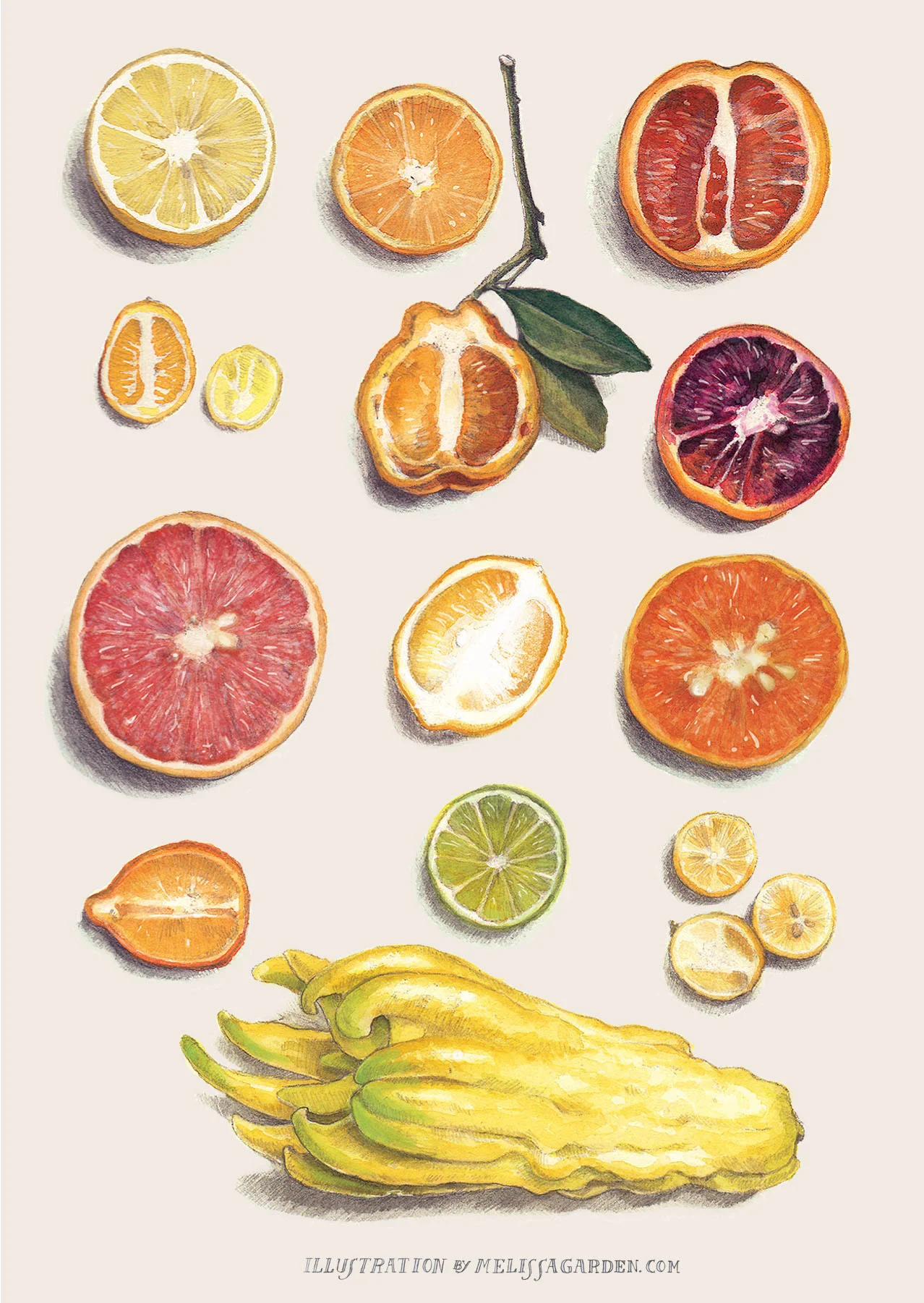 Self Promotional | Citrus Catalogue