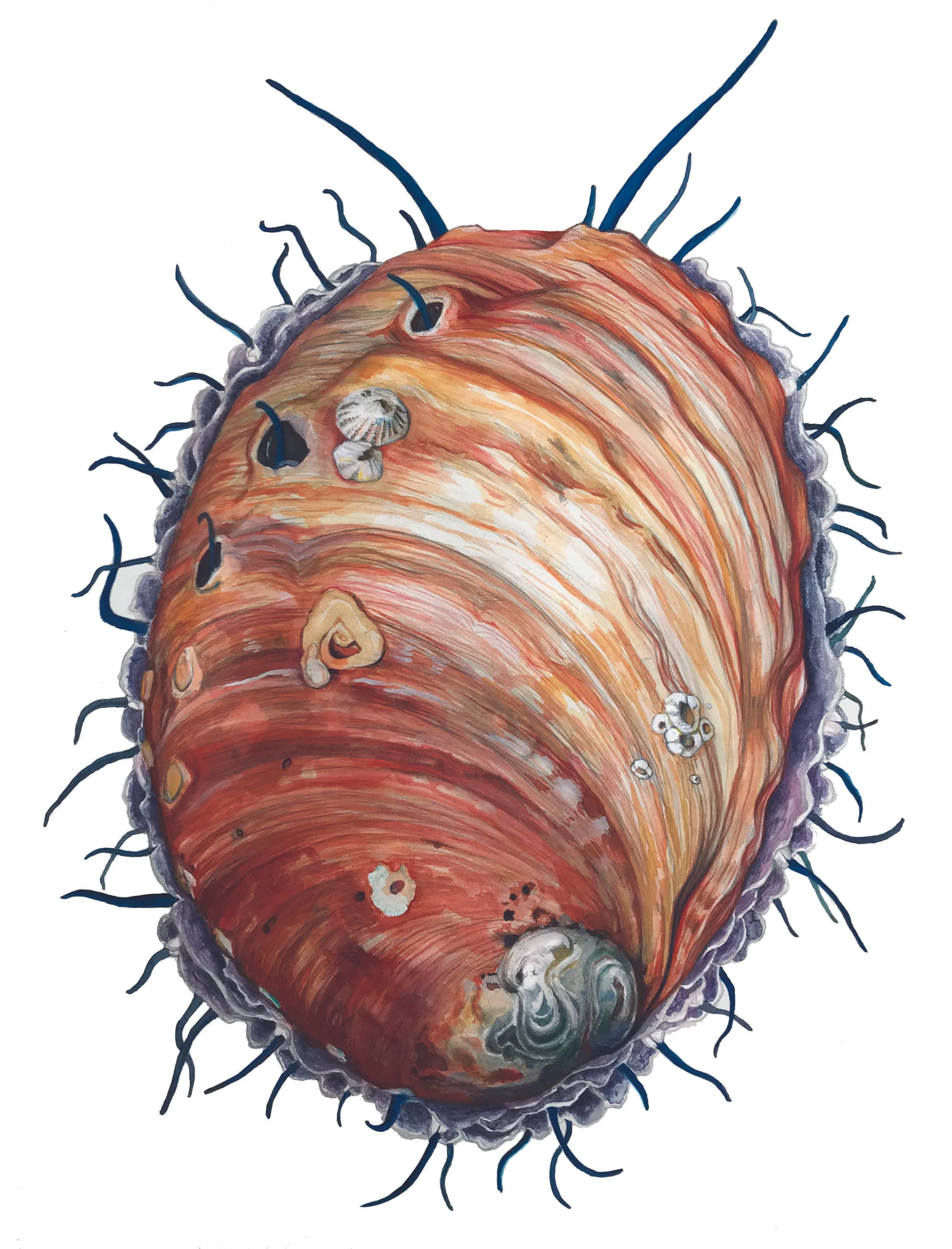 Self Promotional | Red Abalone