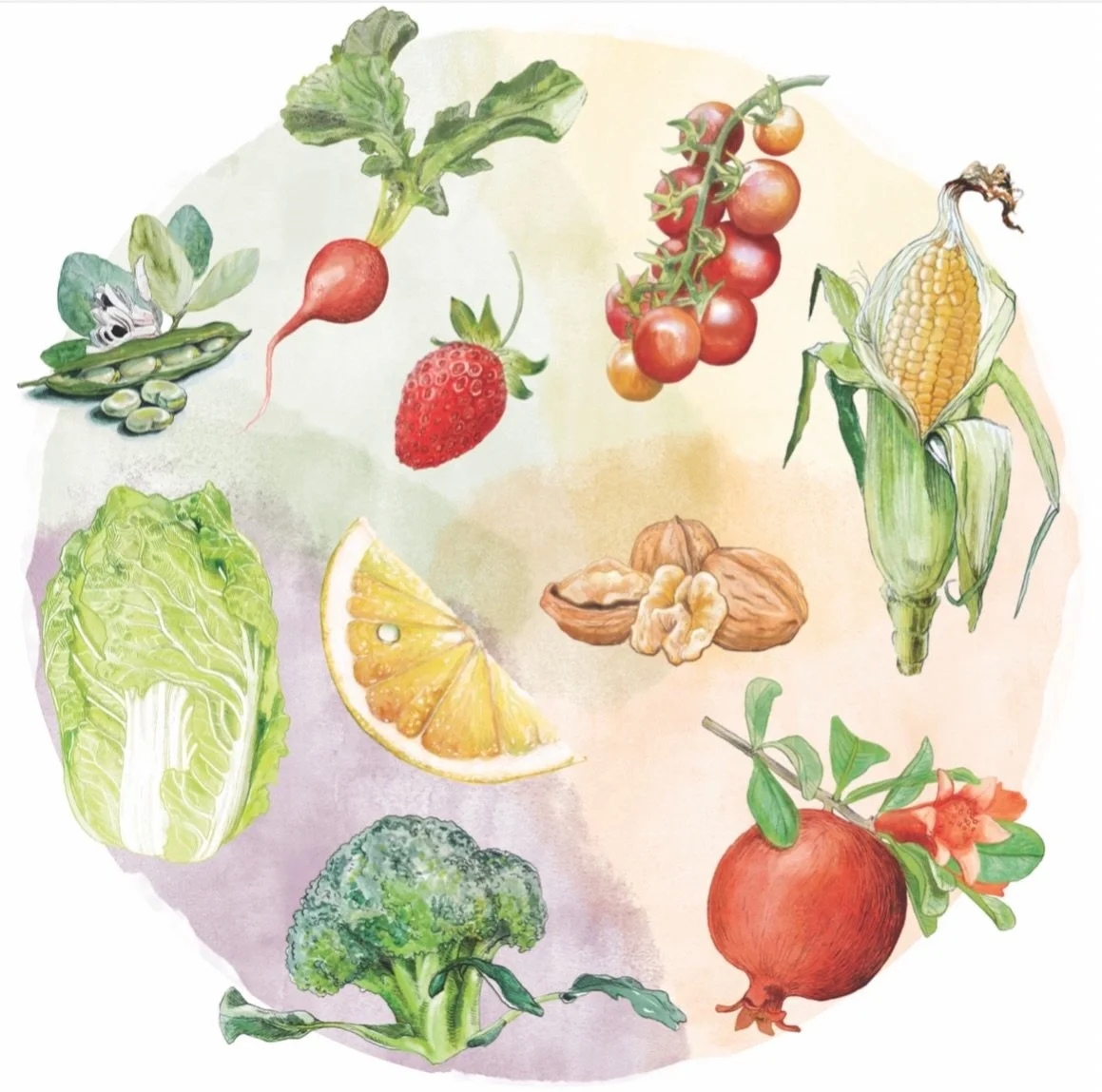 Happy Spring! I&rsquo;m sharing the work I did for the Fully Belly Farm &amp; Kitchen cookbook, out now. The book is broken up by season and they asked me to help by illustrating a few crops, (of the hundreds) they offer. The recipes are incredible, 