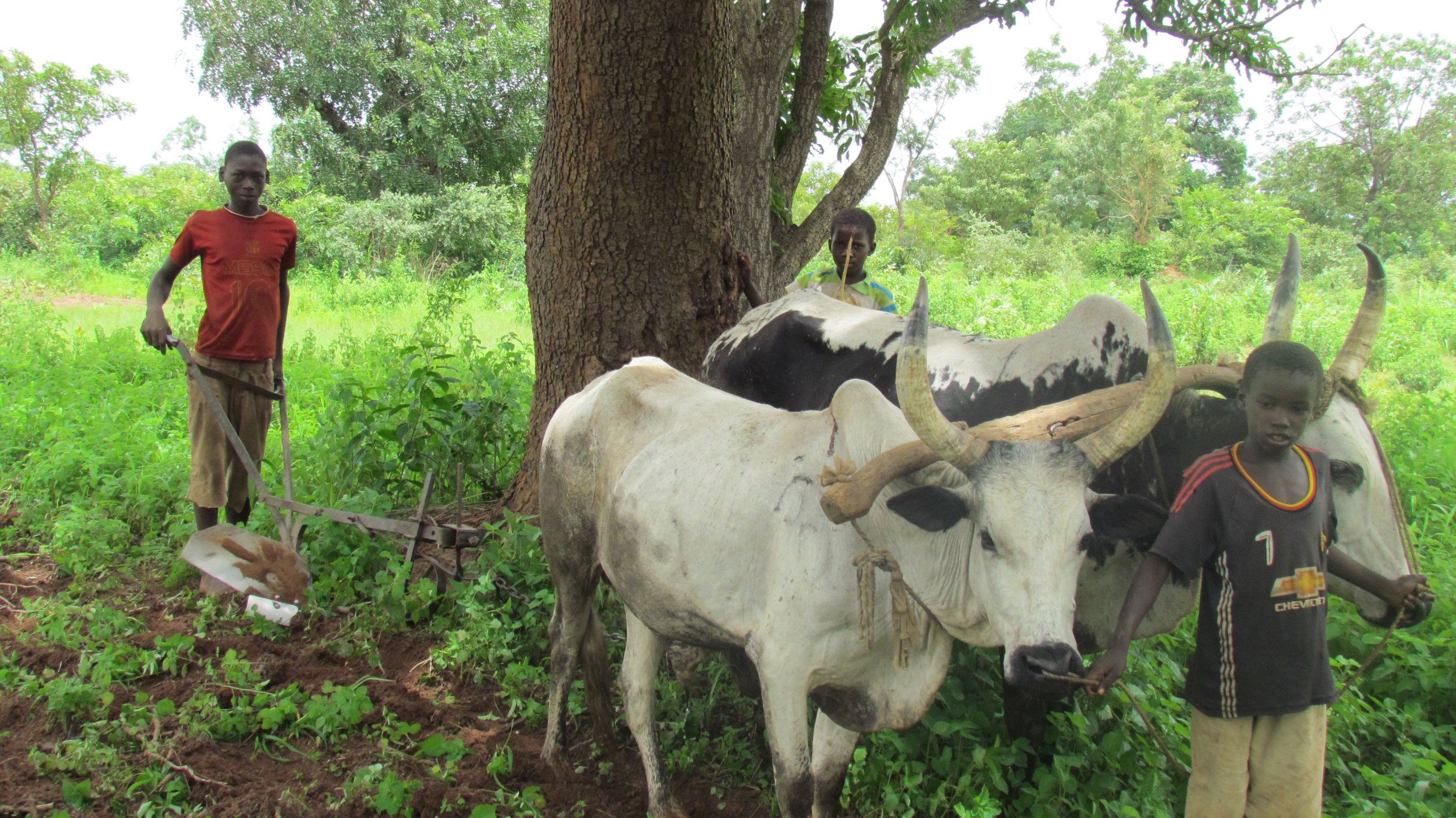  N'Goloba's chores include taking care of the family livestock and plowing the fields. 