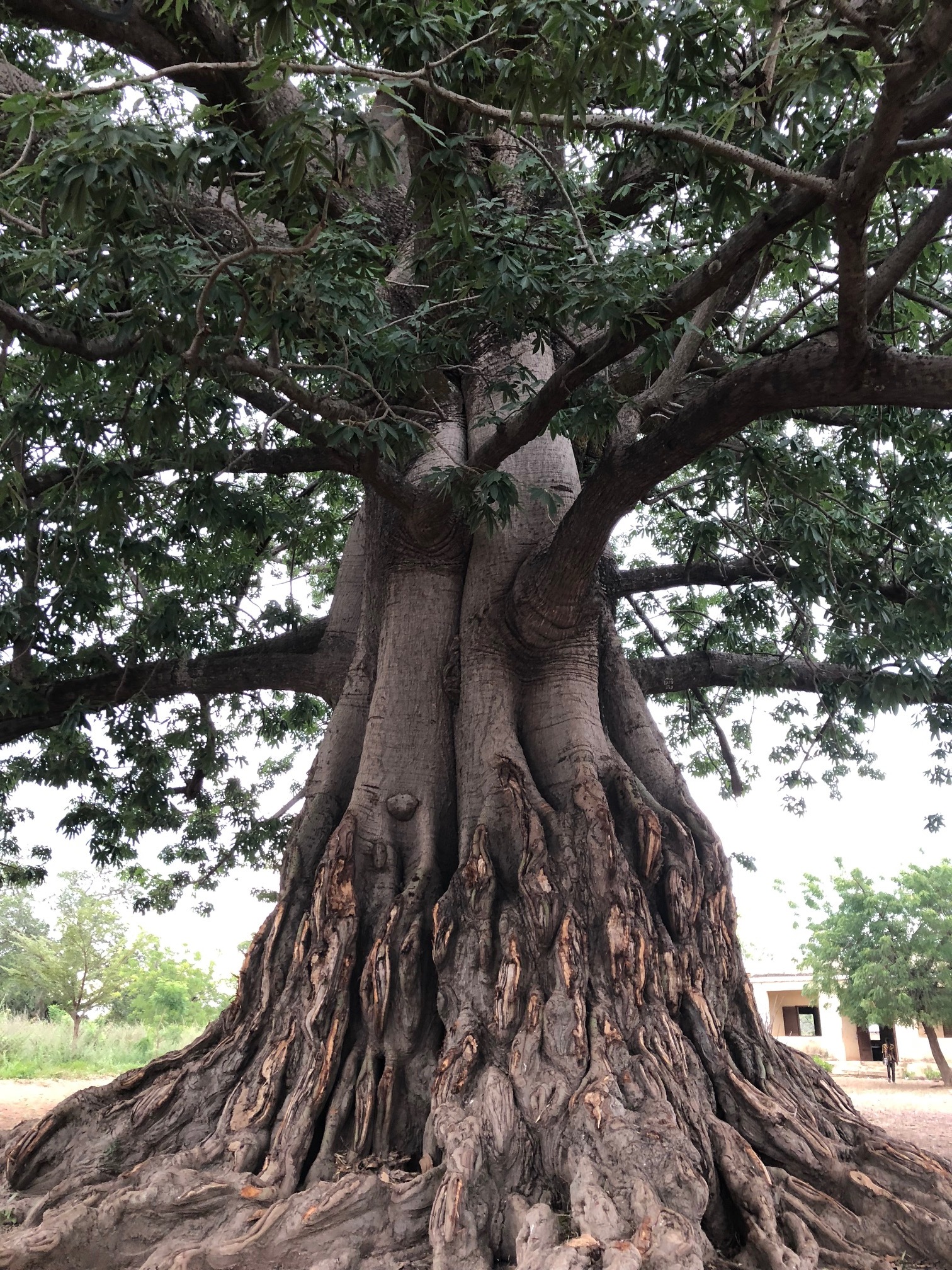 A favorite school yard tree.