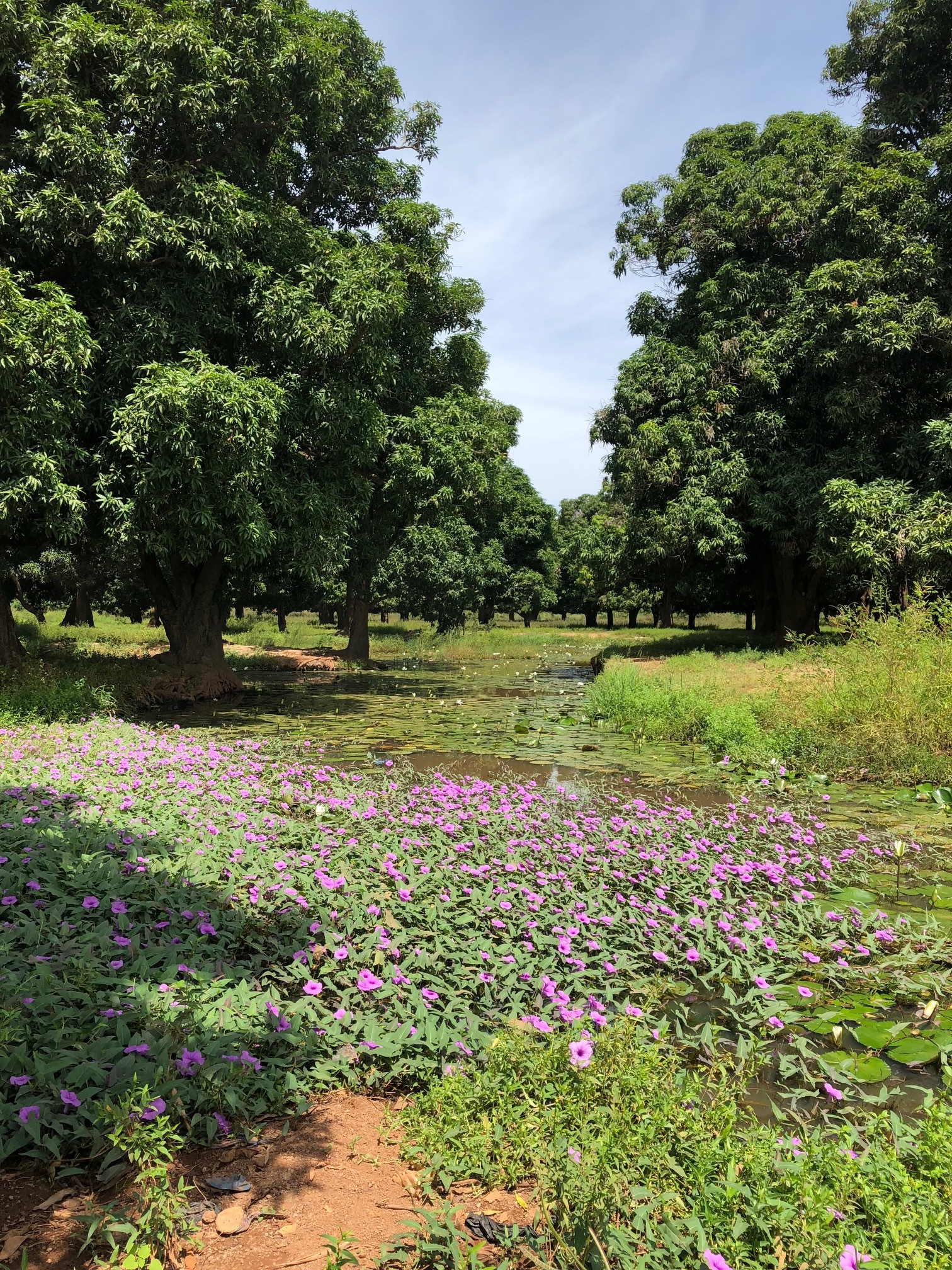 A pretty little spot in Ouelessebougou.