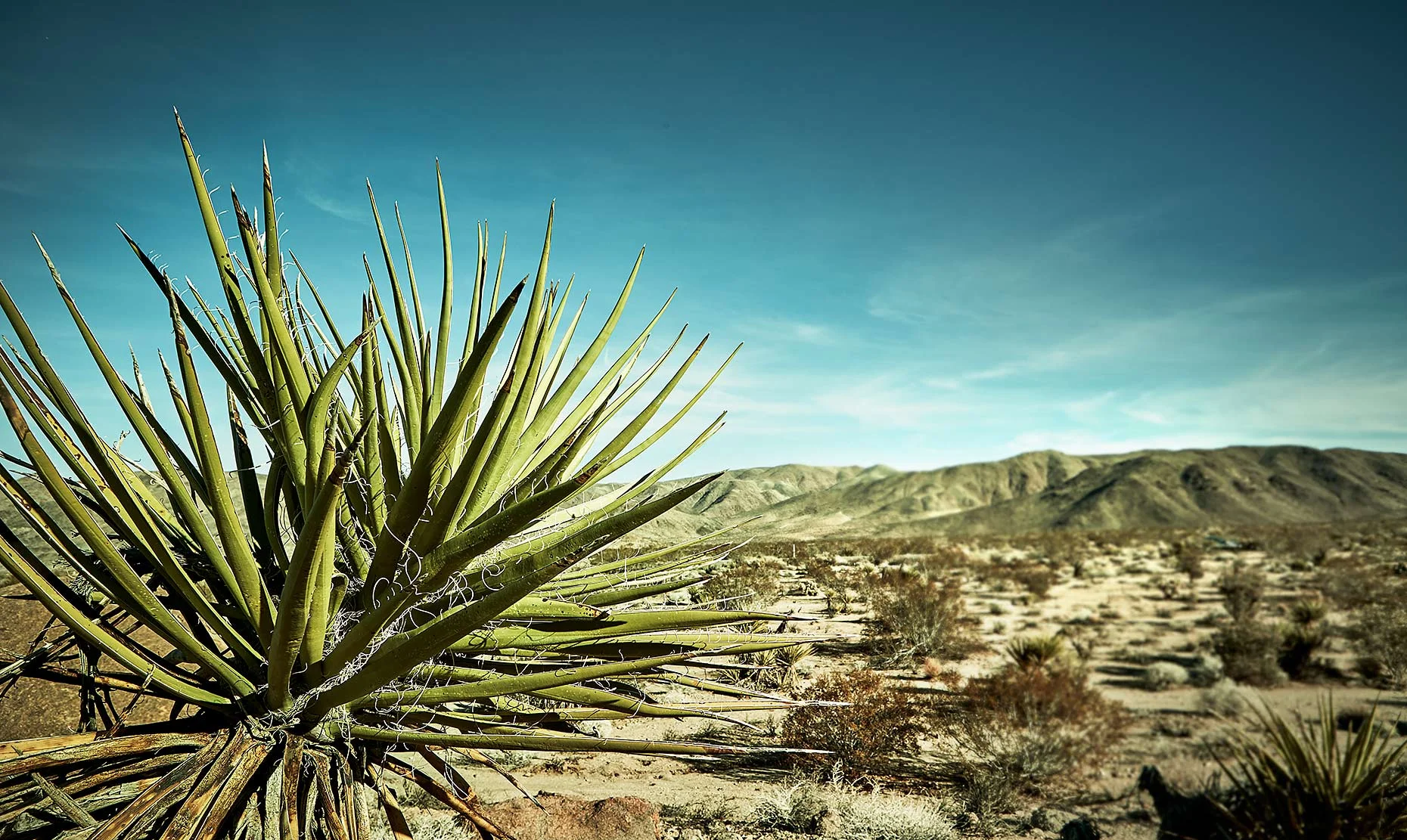 Jeremy-Frechette-Joshua-Tree_094_RT01.jpg