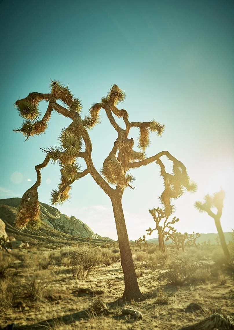 Jeremy-Frechette-Joshua-Tree_731_RT01.jpg