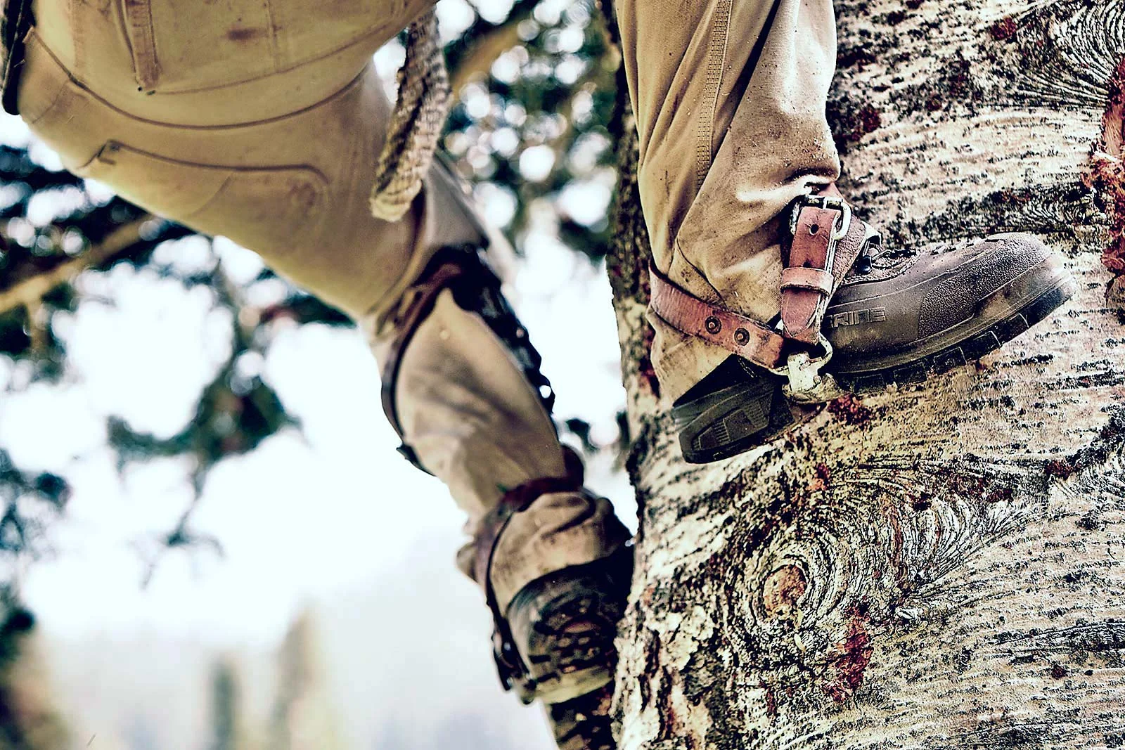 A shot for the Forestry segment of the campaign.