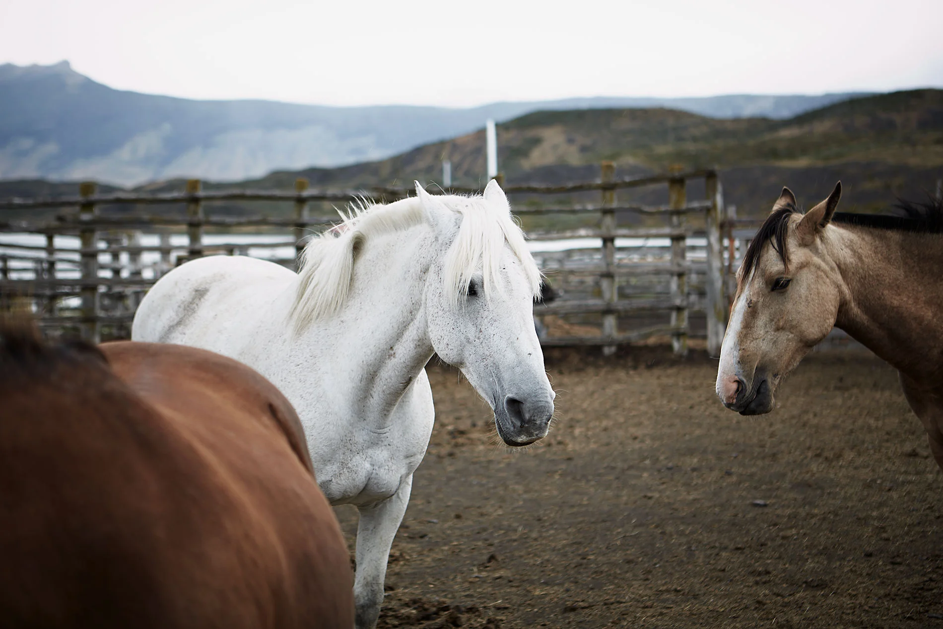 Jeremy-Frechette-Patagonia-Chili-Horses-01.jpg
