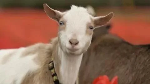 Come See the Goats at Central Library on Saturday (9/20) from 2PM - 3PM. Don&rsquo;t forget to also visit our Friends Library Store located inside at 801 SW 10th Avenue. We have Books &amp; Gifts! The store is open Fri &amp; Sat from Noon - 5PM.