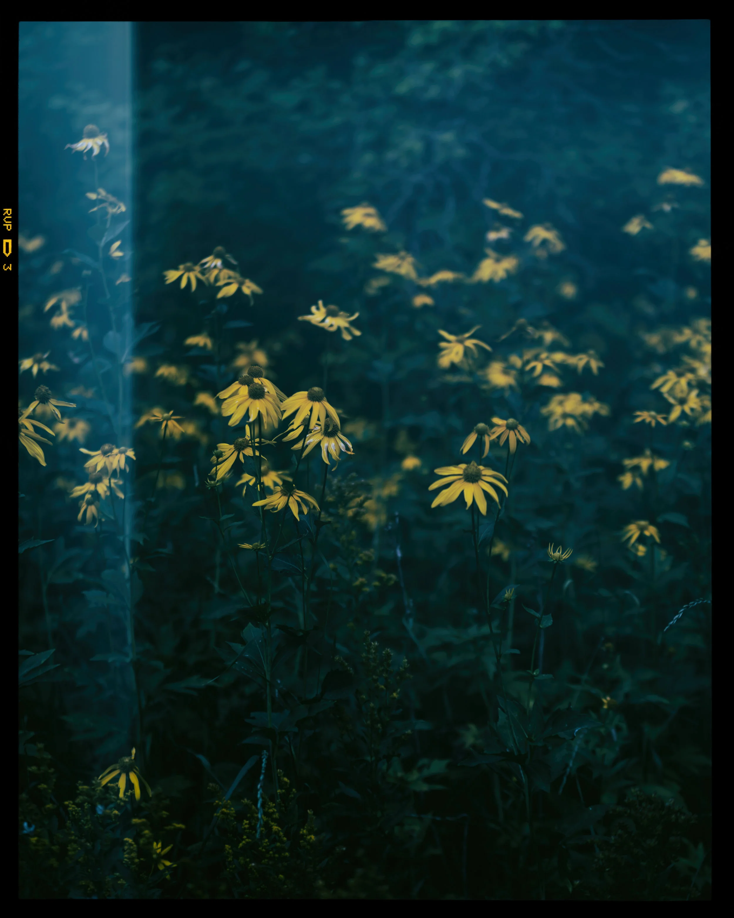 DSC_7239-Edit-2.jpg