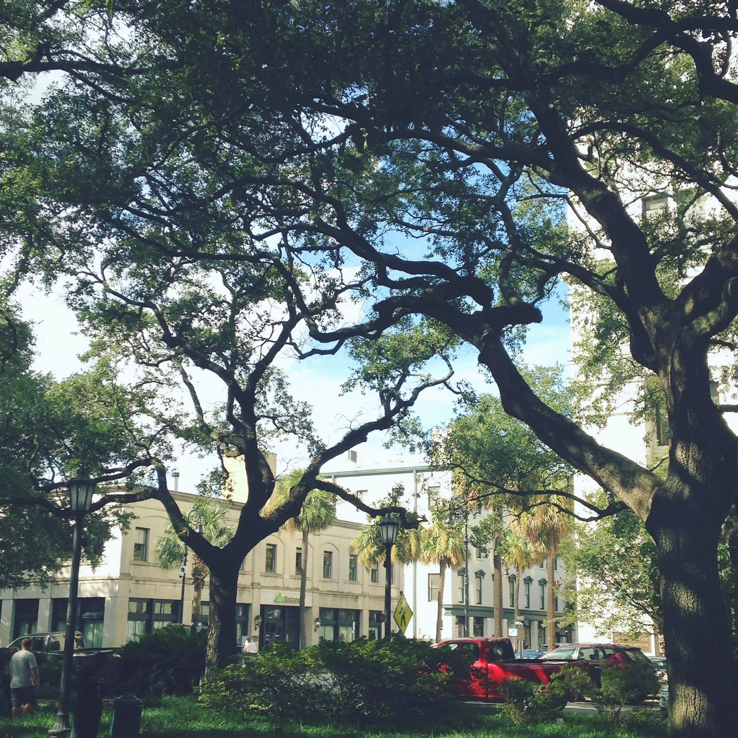 savannah trip 11