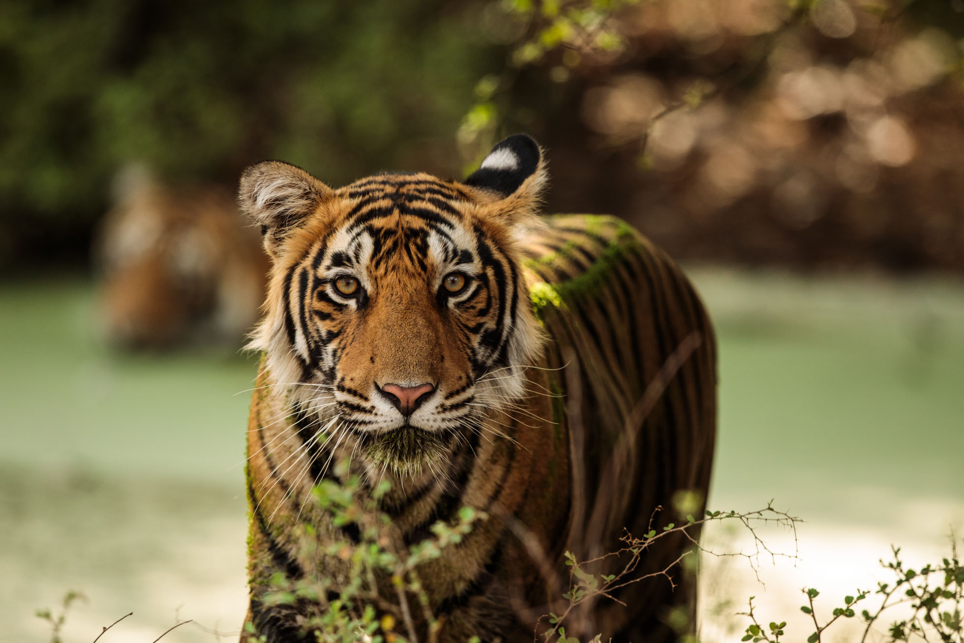 tiger uk photographer-177.jpg