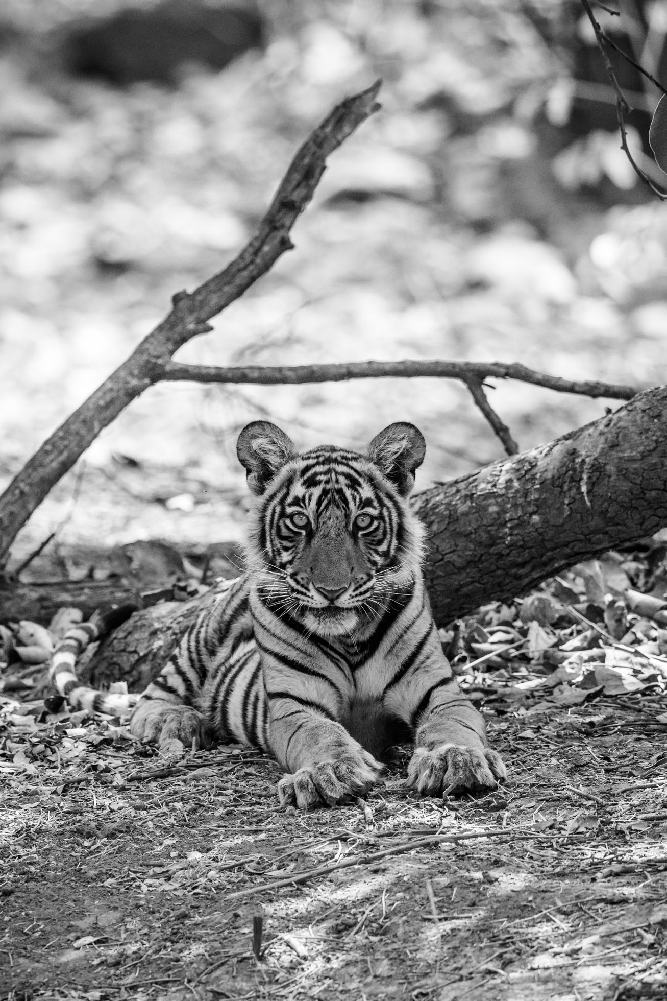 tiger uk photographer-185.jpg