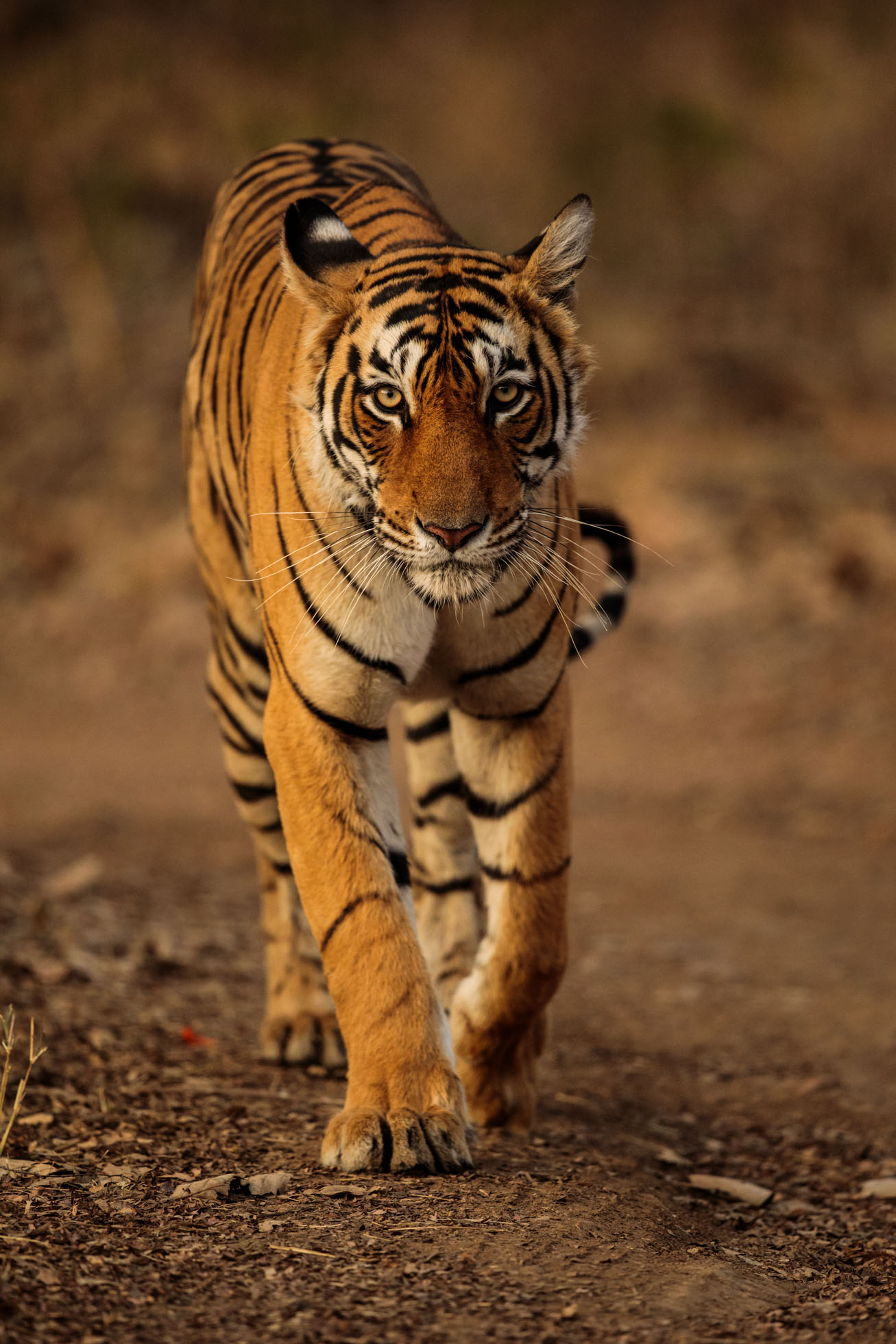tiger uk photographer-196.jpg