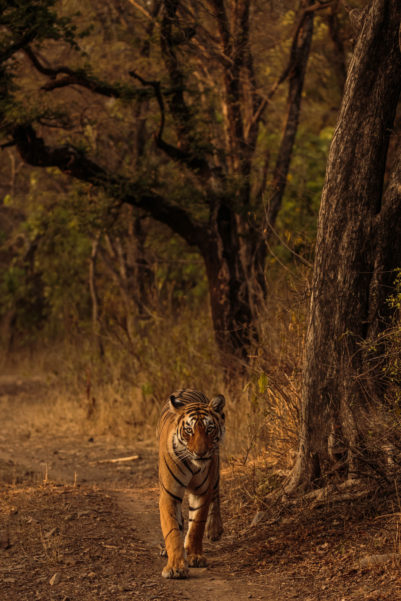 tiger uk photographer-203.jpg