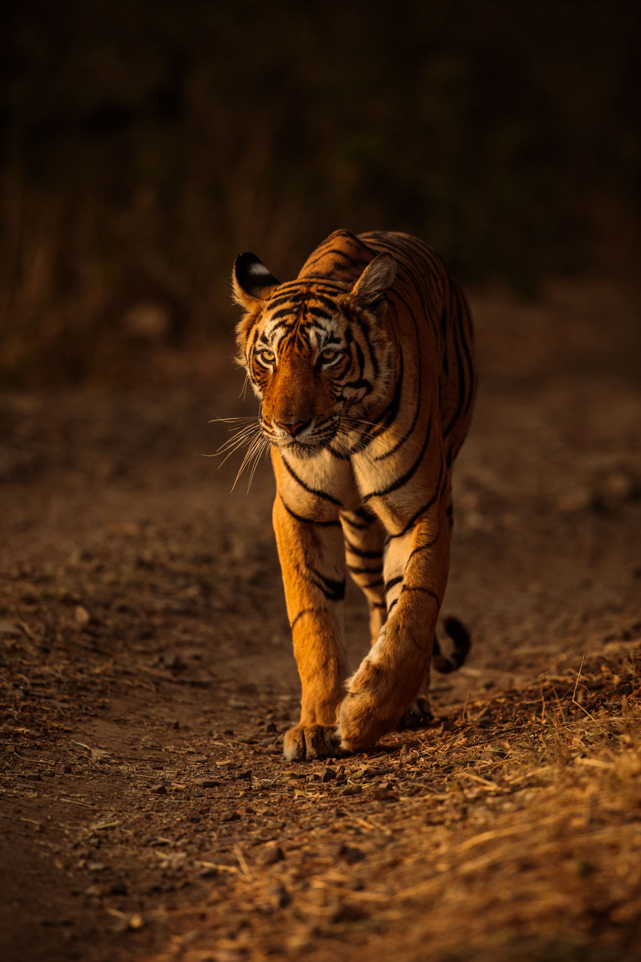 tiger uk photographer-204.jpg