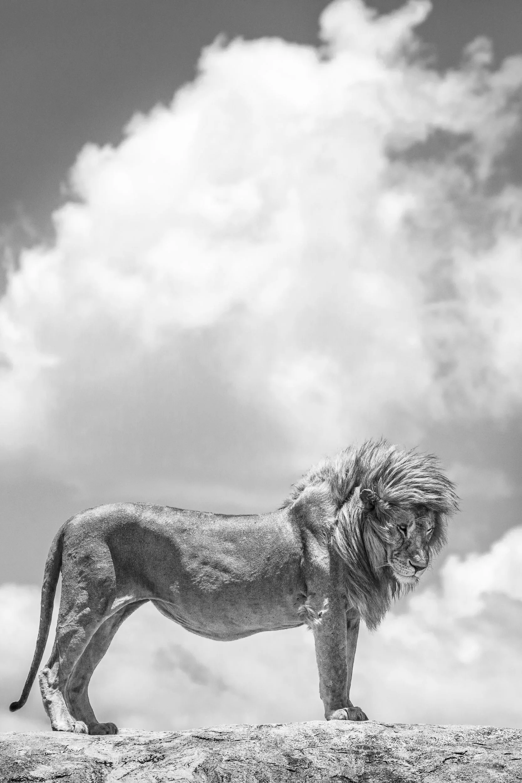 yorkshire_wildlife_photographer-315.jpg