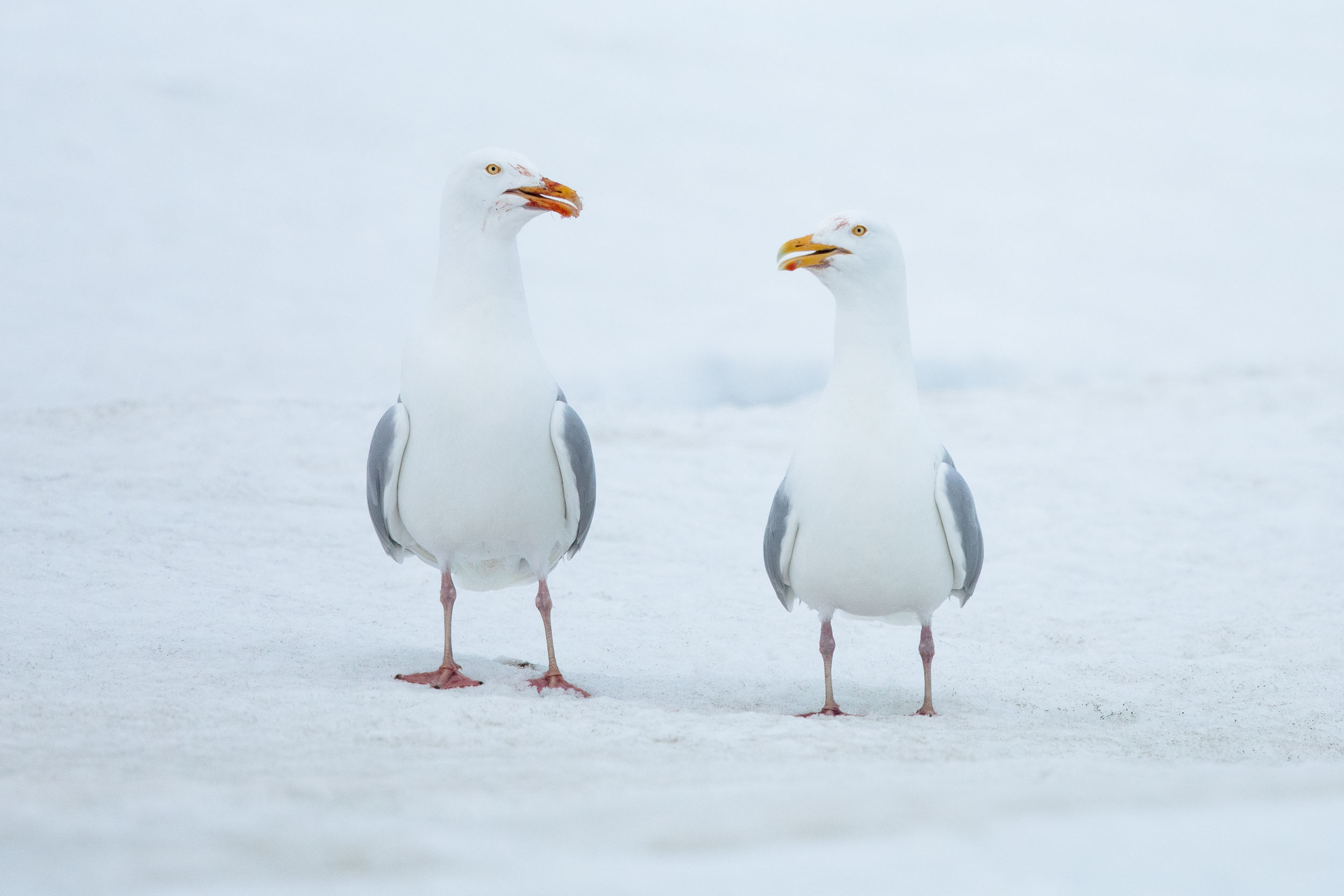 yorkshire_wildlife_photographer-342.jpg