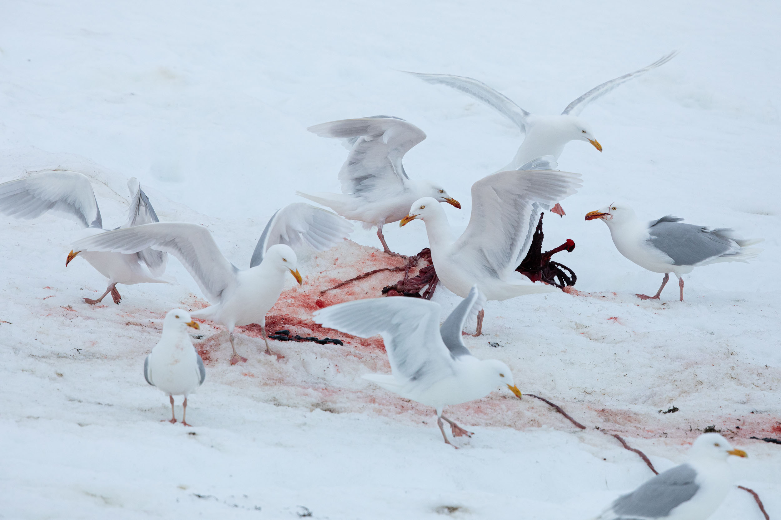 yorkshire_wildlife_photographer-338.jpg