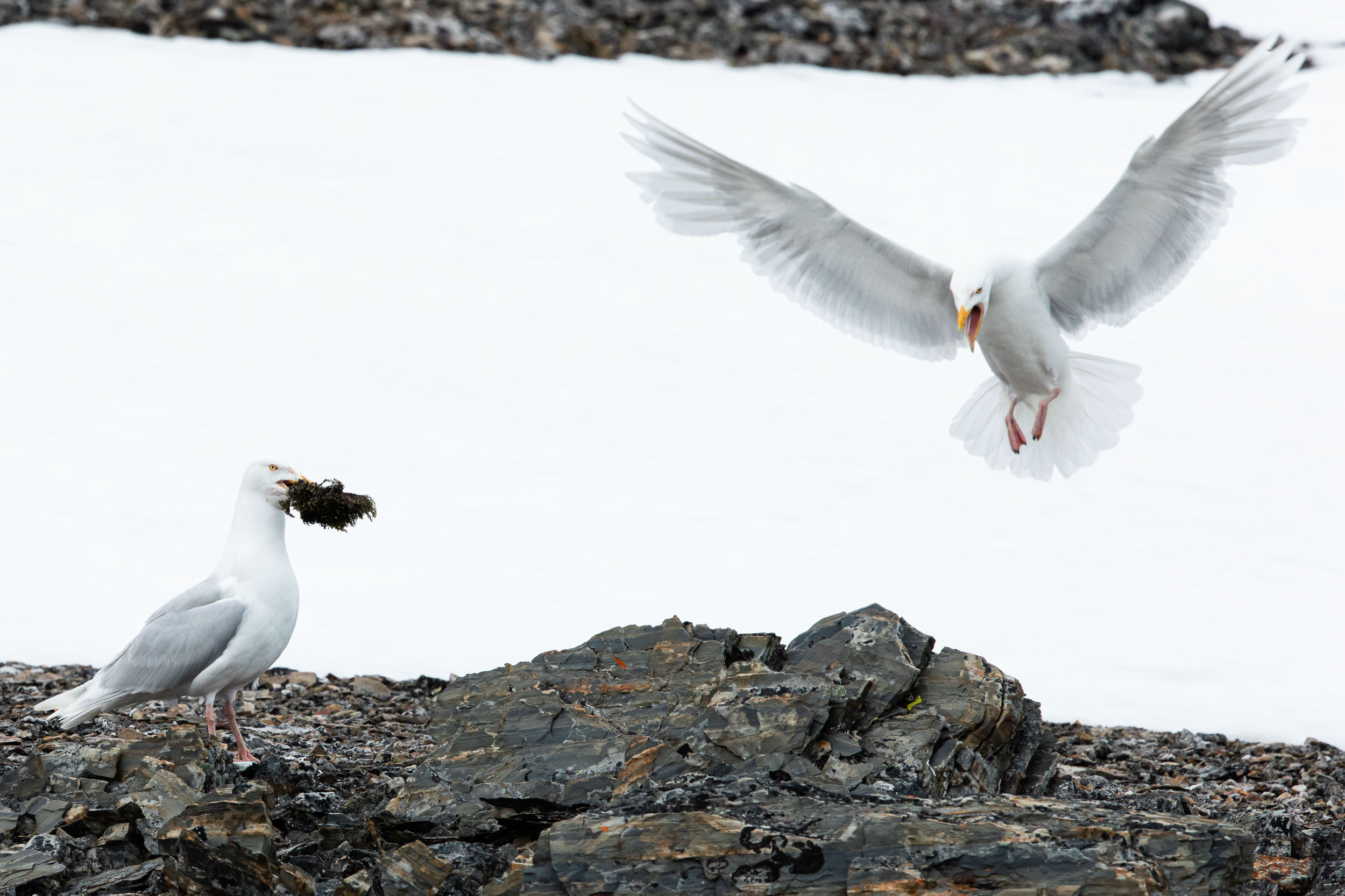 yorkshire_wildlife_photographer-346.jpg