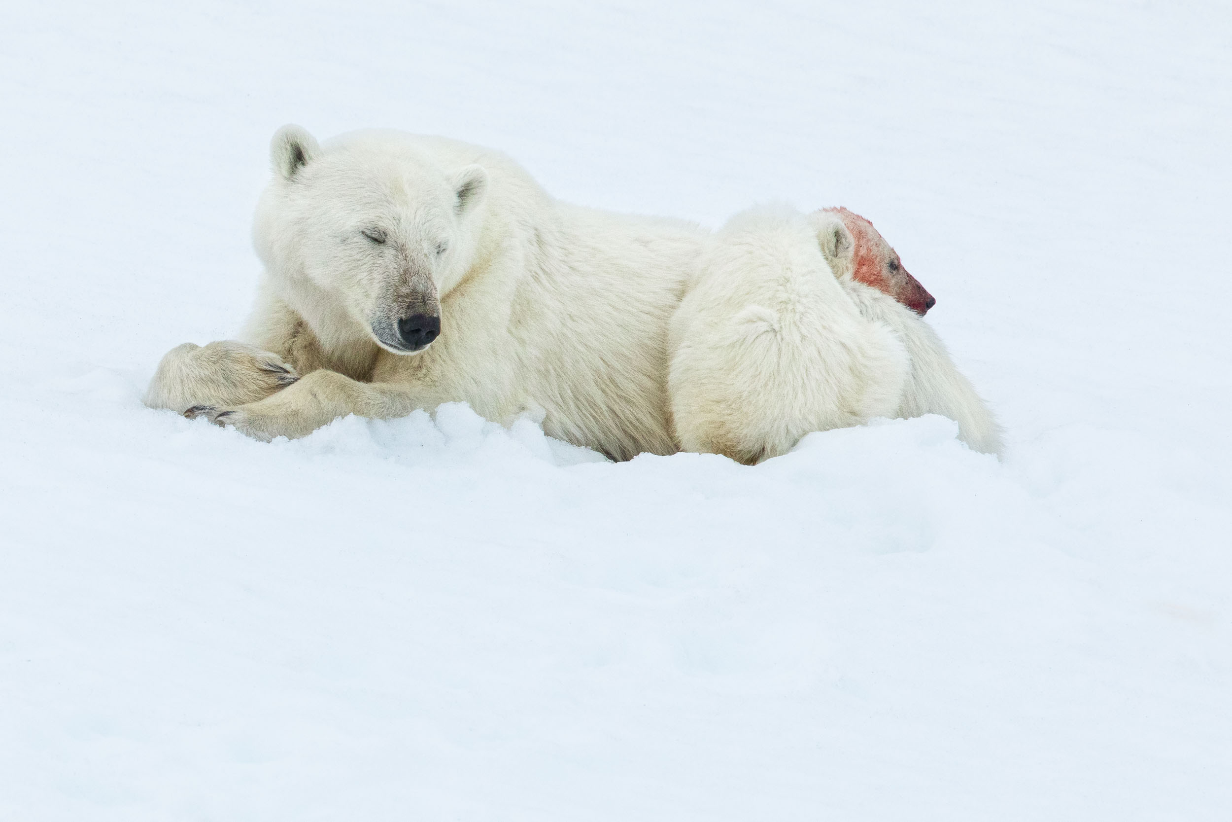 yorkshire_wildlife_photographer-340.jpg