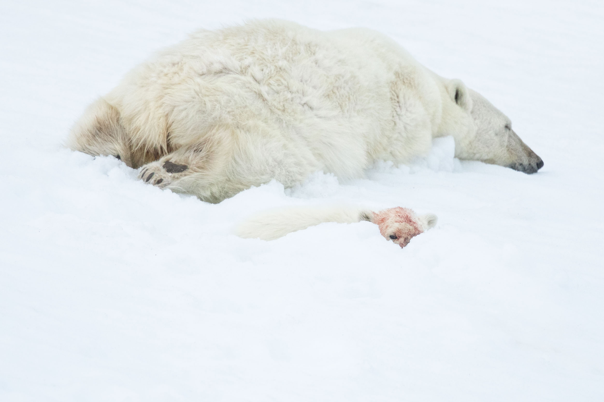 yorkshire_wildlife_photographer-348.jpg