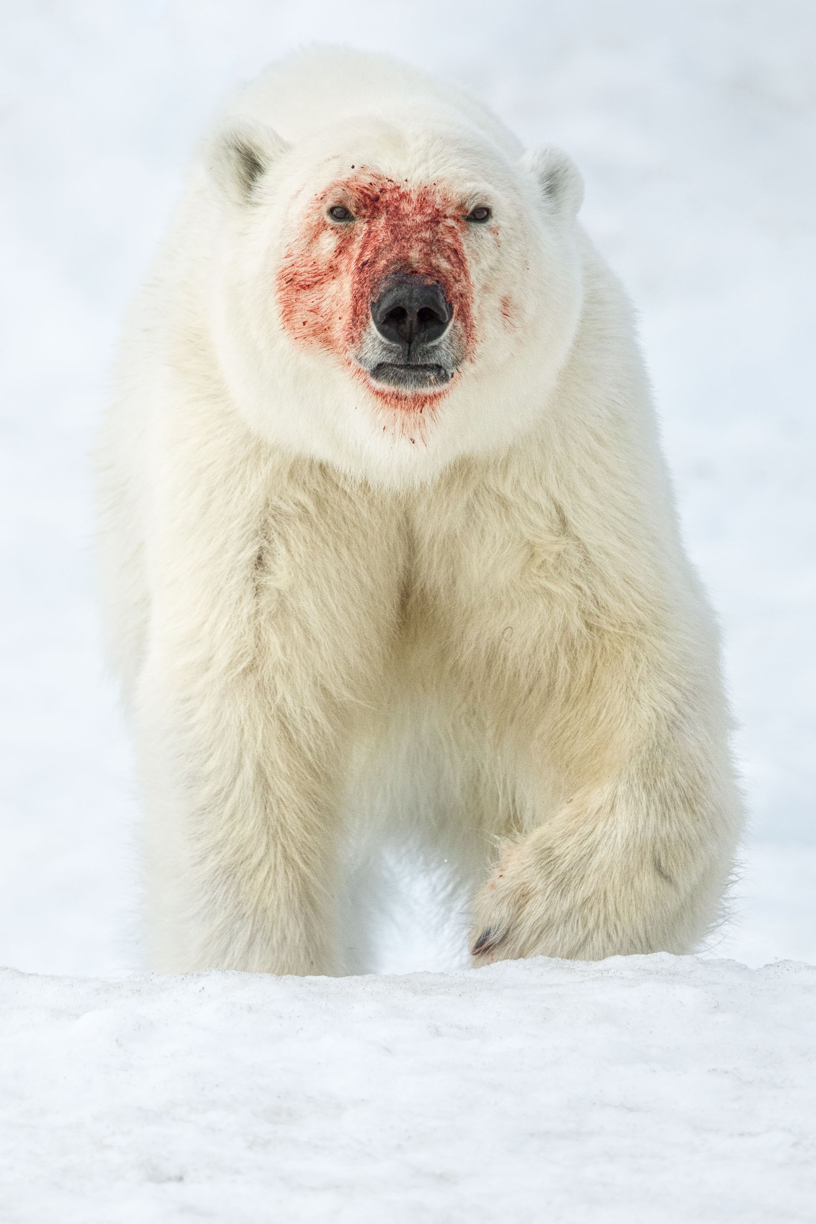 yorkshire_wildlife_photographer-349.jpg