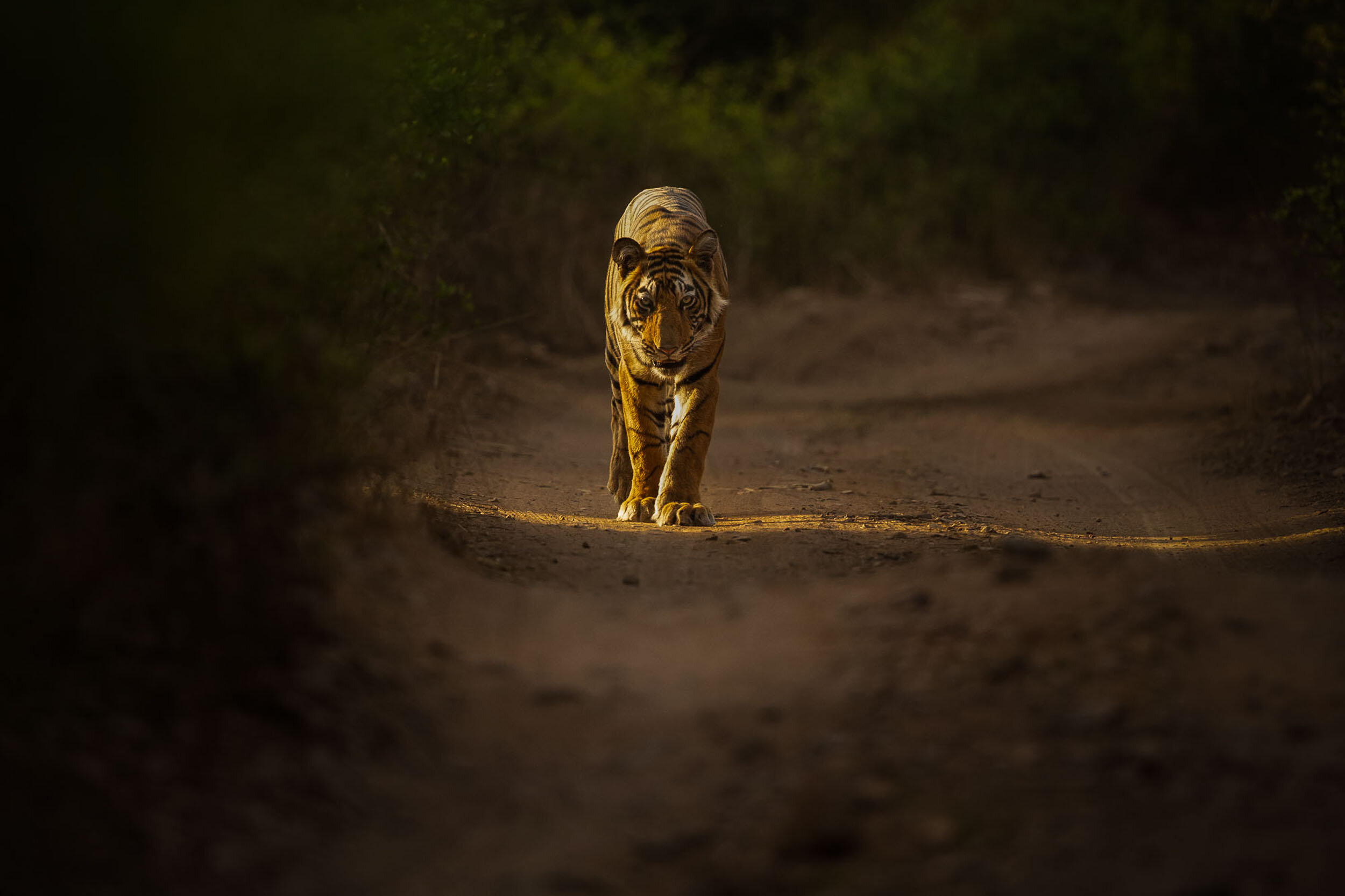 yorkshire_wildlife_photographer-64.jpg