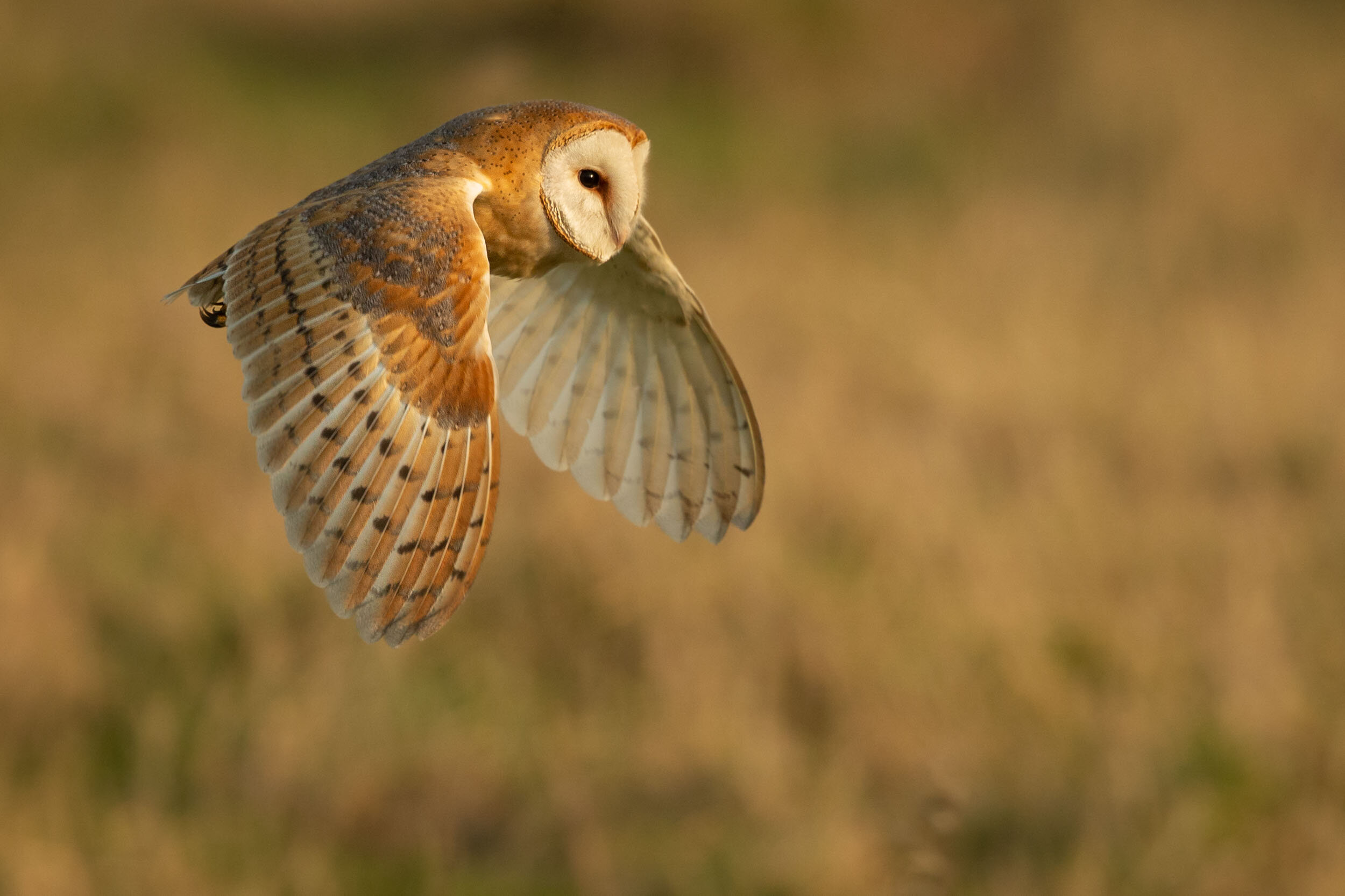 yorkshire_wildlife_photographer-2.jpg