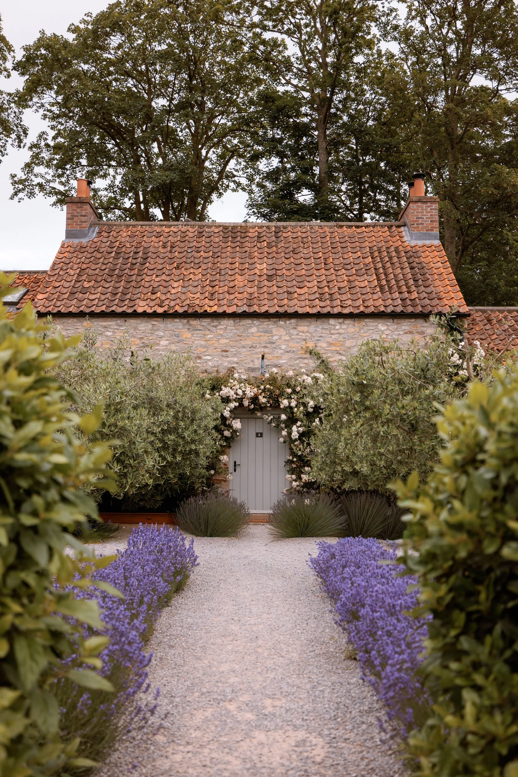 View through lavender towards the Dairy Rooms at Middleton Lodge.