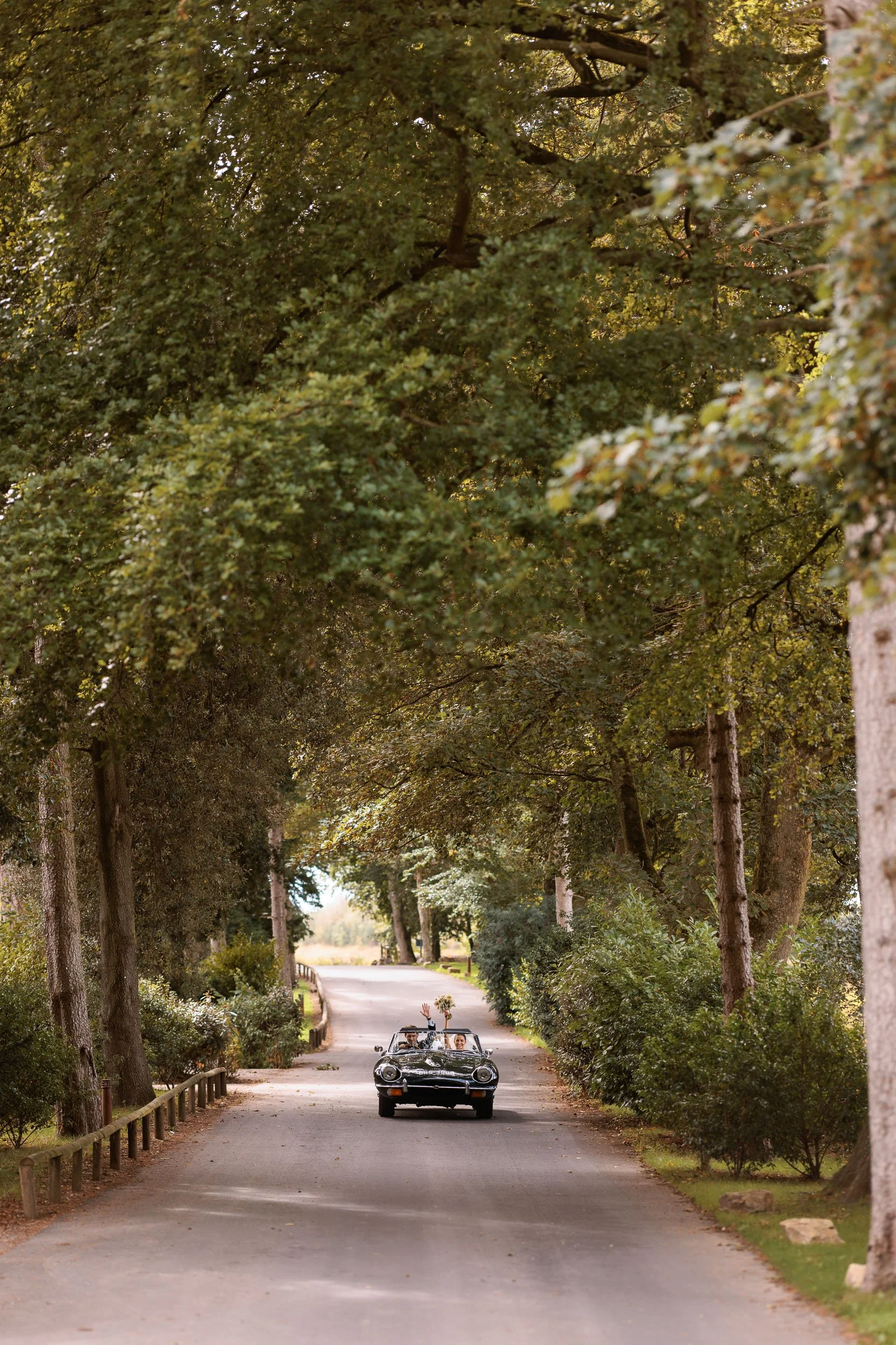Tree-lined drive leading through the Middleton Lodge estate.